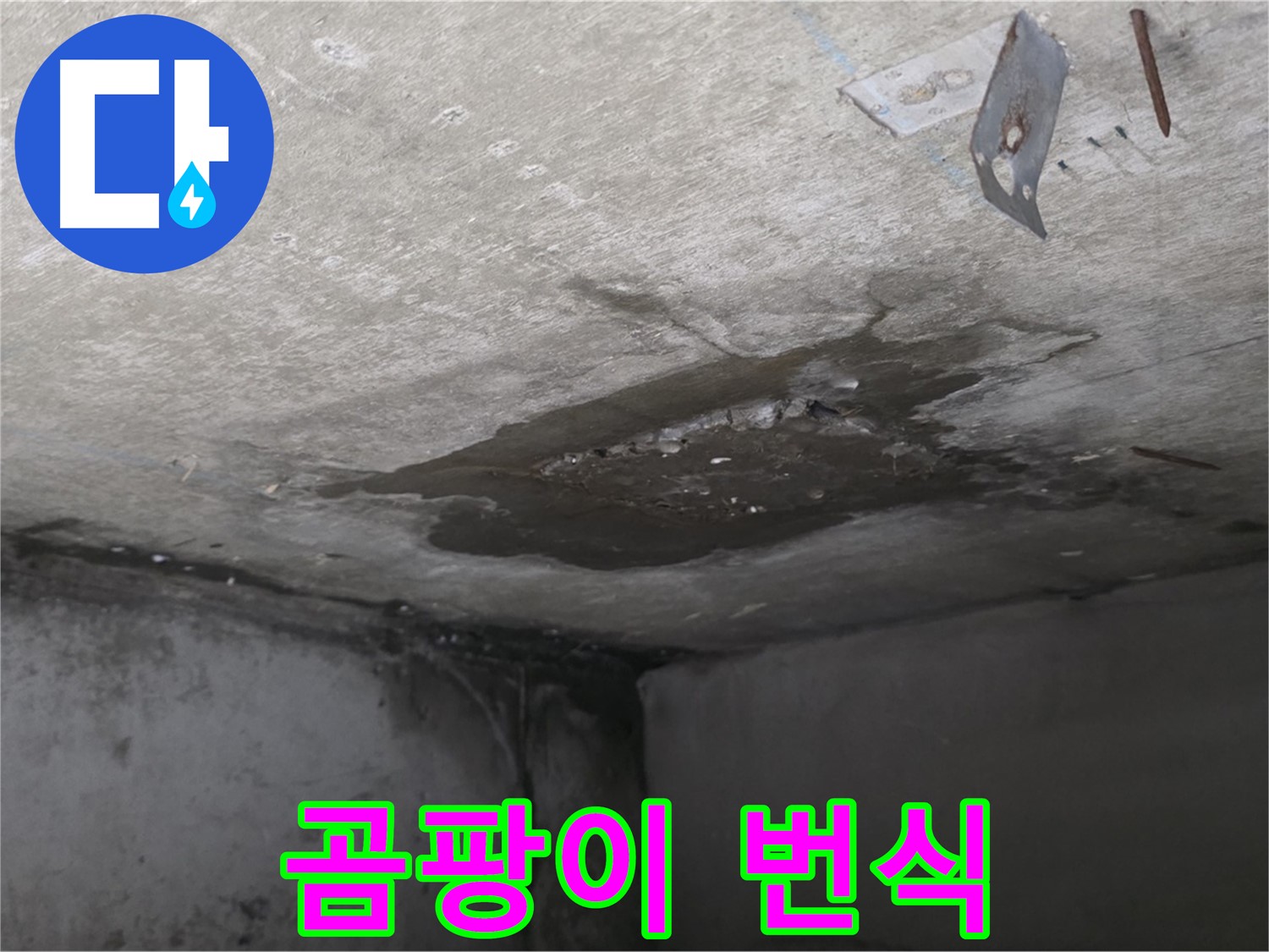 콘크리트 표면 곰팡이 번식 - 남양주 오남 누수