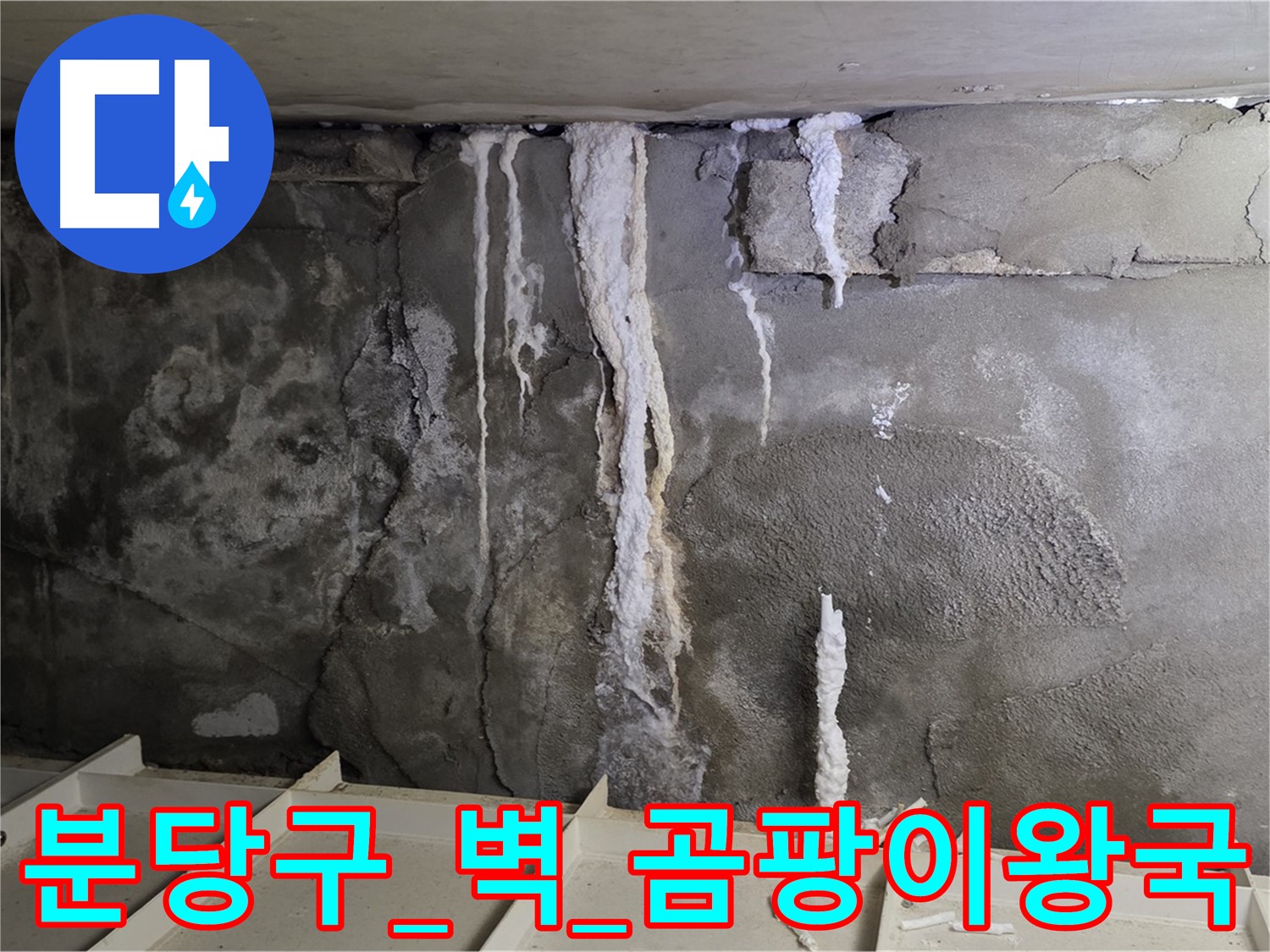 분당구 콘크리트 벽 - 석회수 커튼, 곰팡이 왕국 건설 중