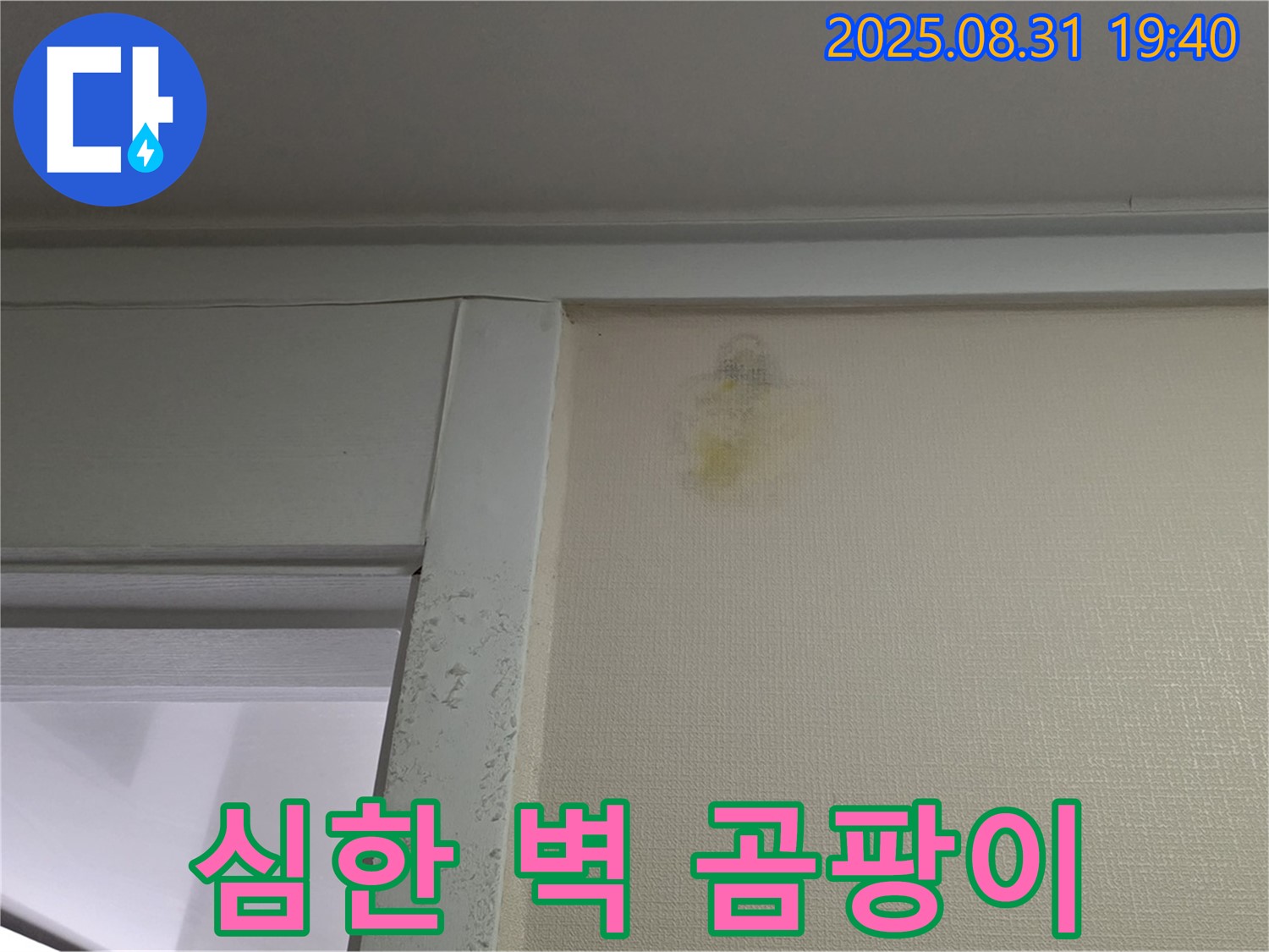 심한 벽 곰팡이 - 분당 산운로 누수 - 곰팡이 제거 시급