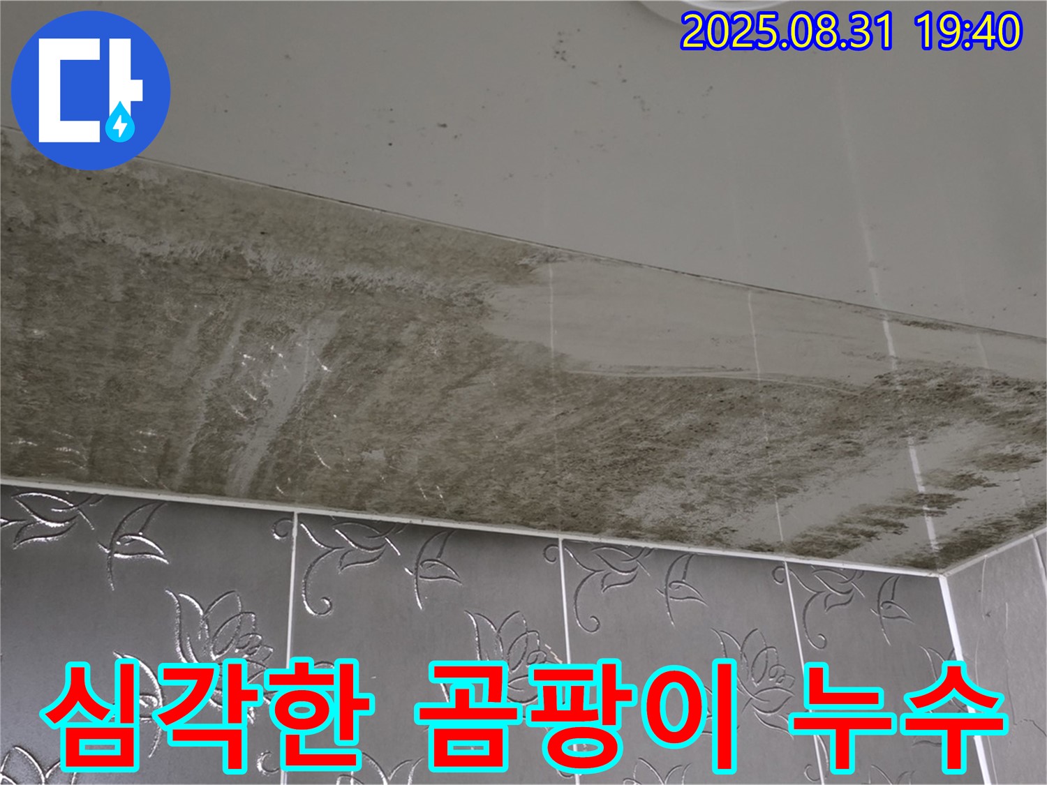 욕실 천장 누수 - 곰팡이 심각, 건강을 위협하는 수준