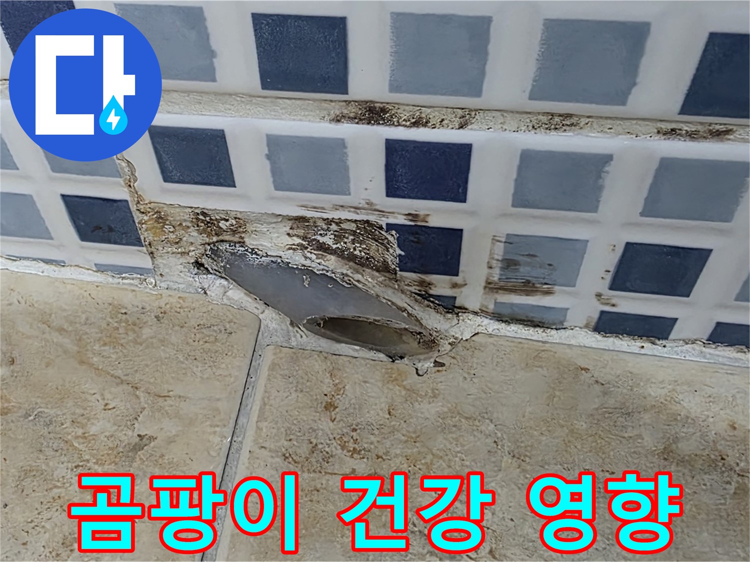 젠다이 곰팡이 - 건강에 어떤 영향을 미칠까요?
