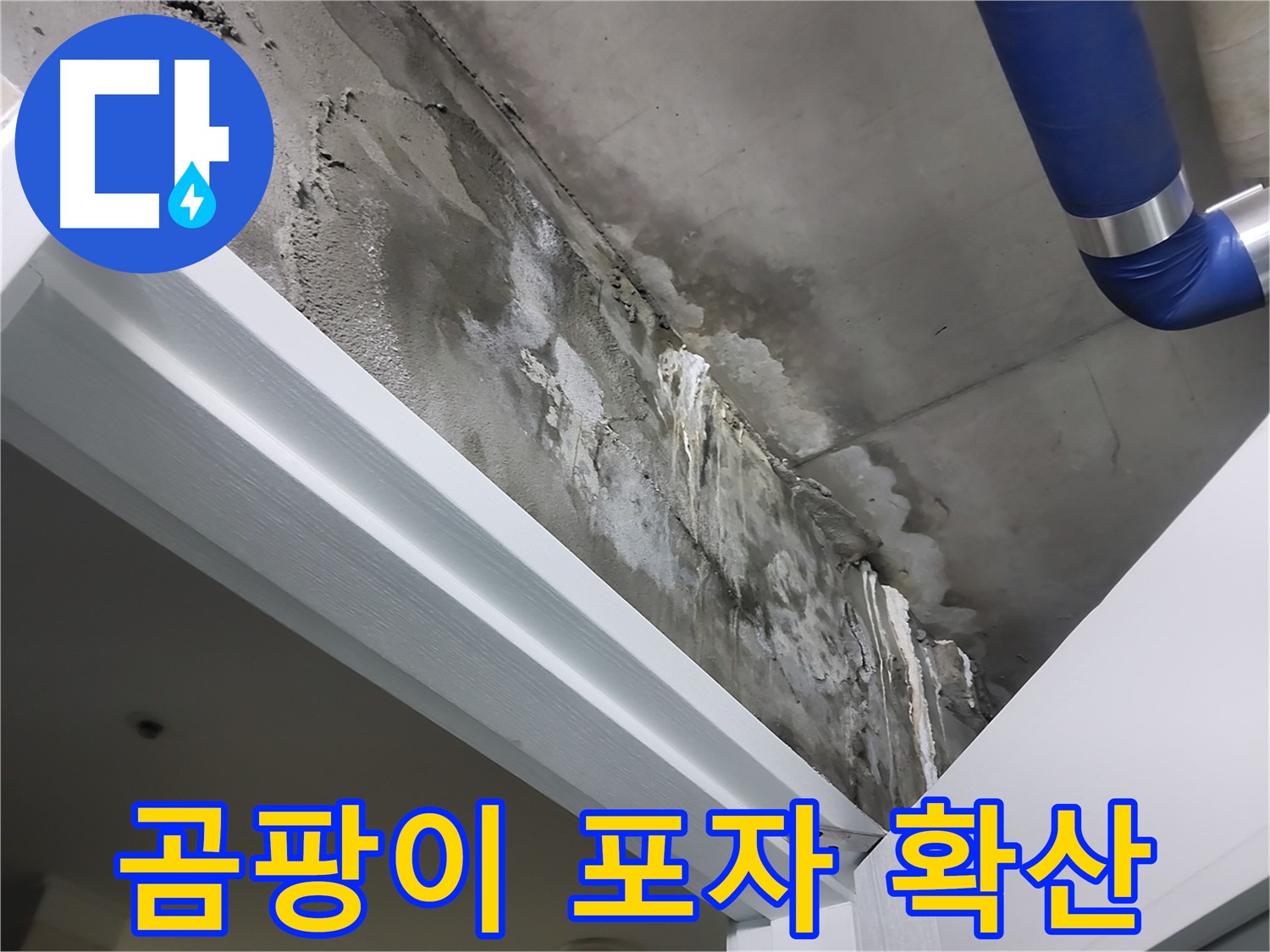 문 위 천장 - 곰팡이 포자 확산 - 누수로 인해 곰팡이가 발생하고 포자가 확산될 우려가 있는 모습입니다.