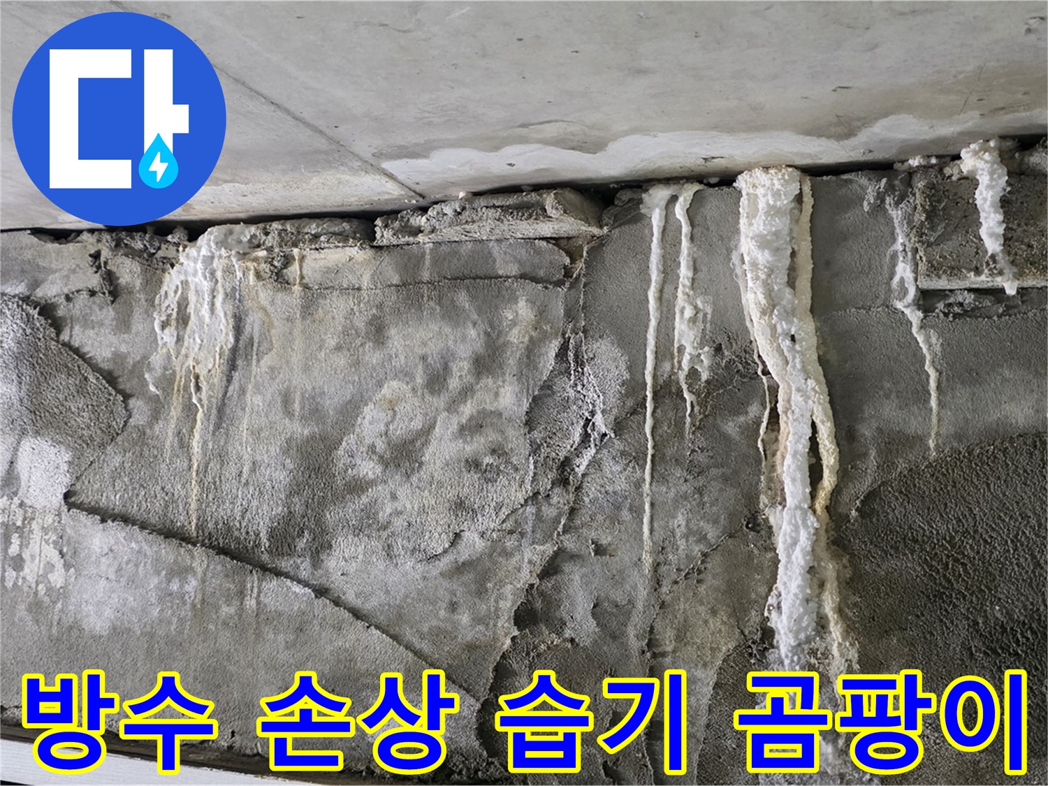 분당 누수 - 방수 아웃, 습기 지옥, 곰팡이