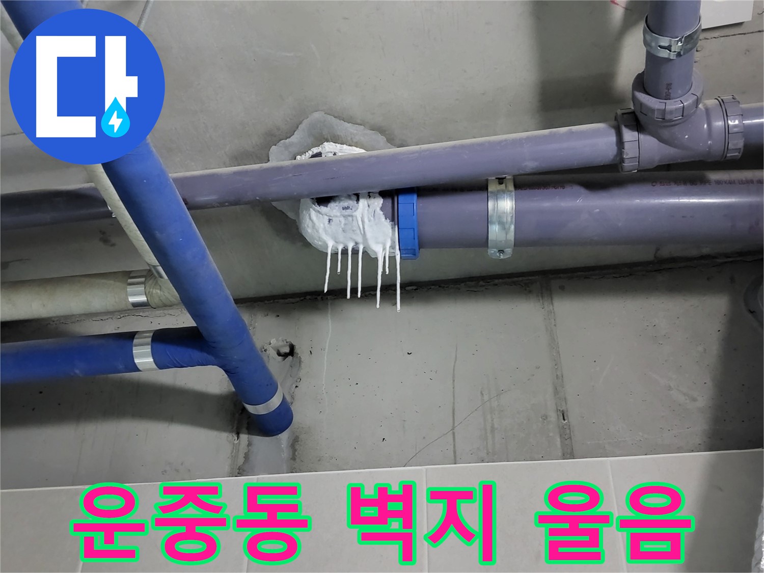 분당 운중동 하수 누수 - 벽지 울음과 곰팡이 확산