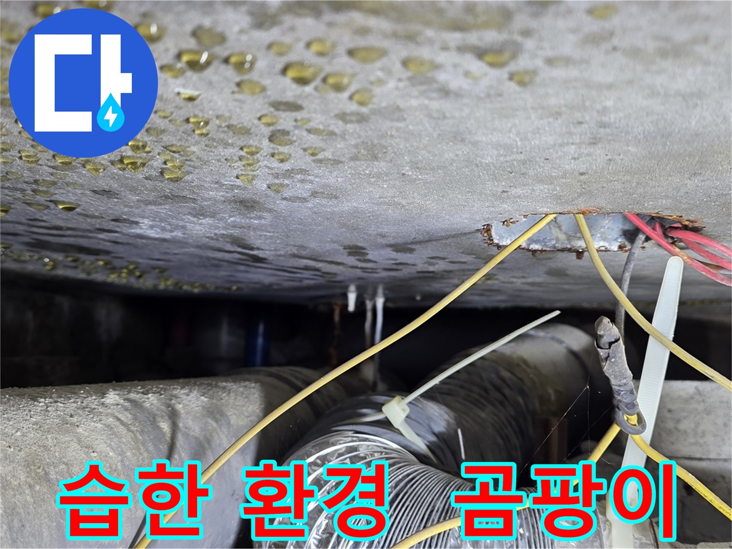 능동 누수 - 습한 환경으로 인한 곰팡이 발생