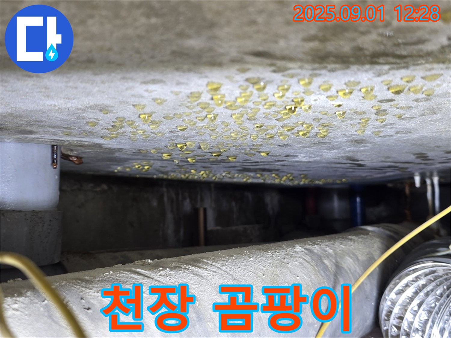 능동 아성빌라트 천장 곰팡이 - 습기 문제 해결이 중요