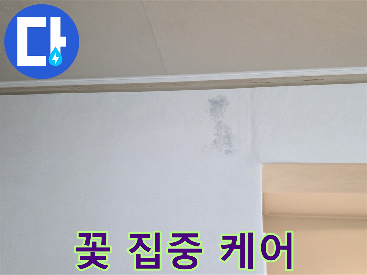 벽 곰팡이 꽃 집중 케어 - 맞춤 솔루션 제공
