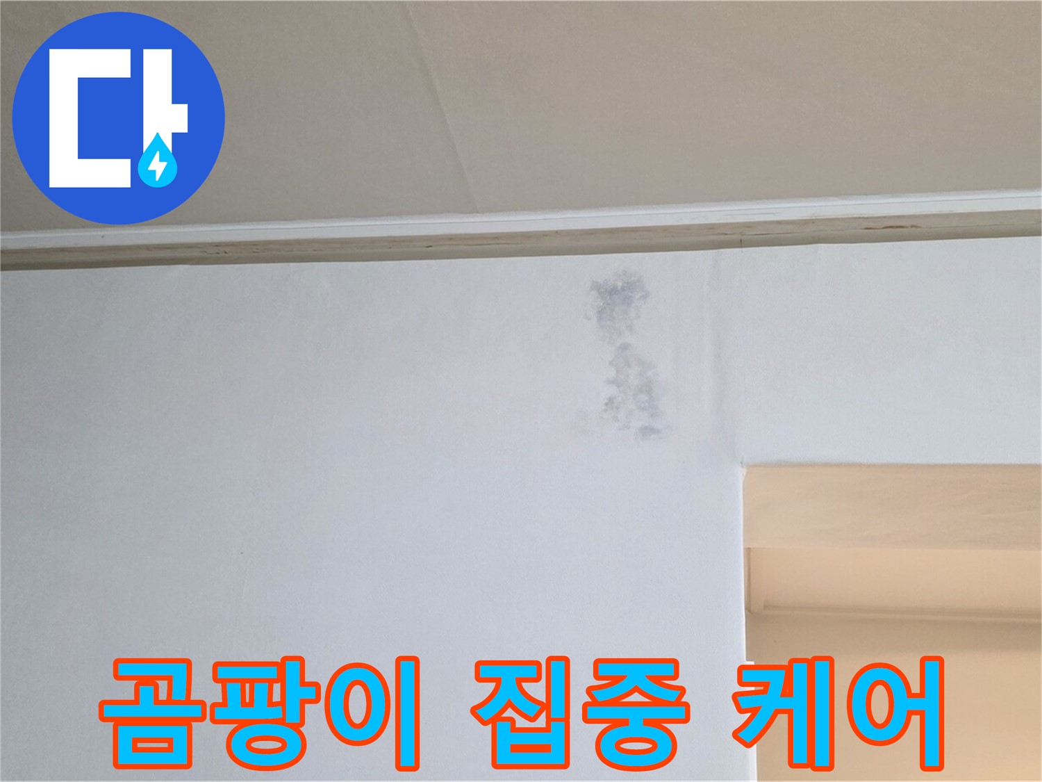 벽 푸른 곰팡이 집중 케어 - 맞춤 솔루션 제공