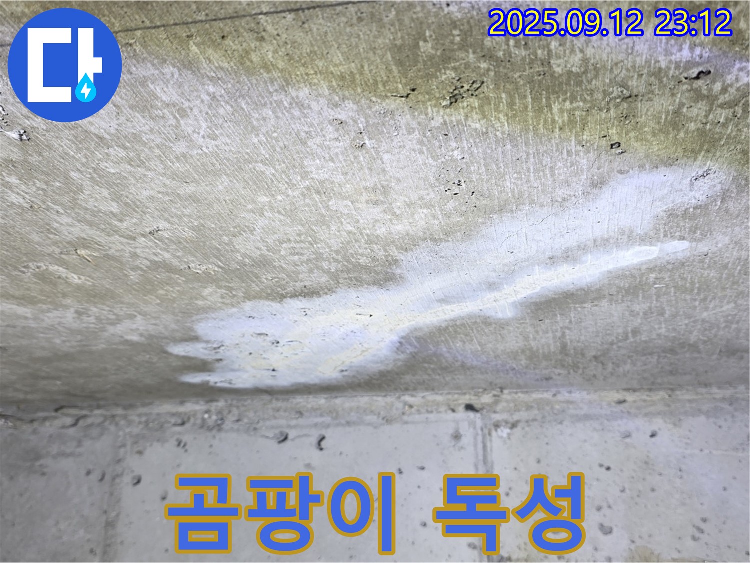 중계동 현대5차 아파트 누수 - 곰팡이 독성 - 온 가족 건강 위협