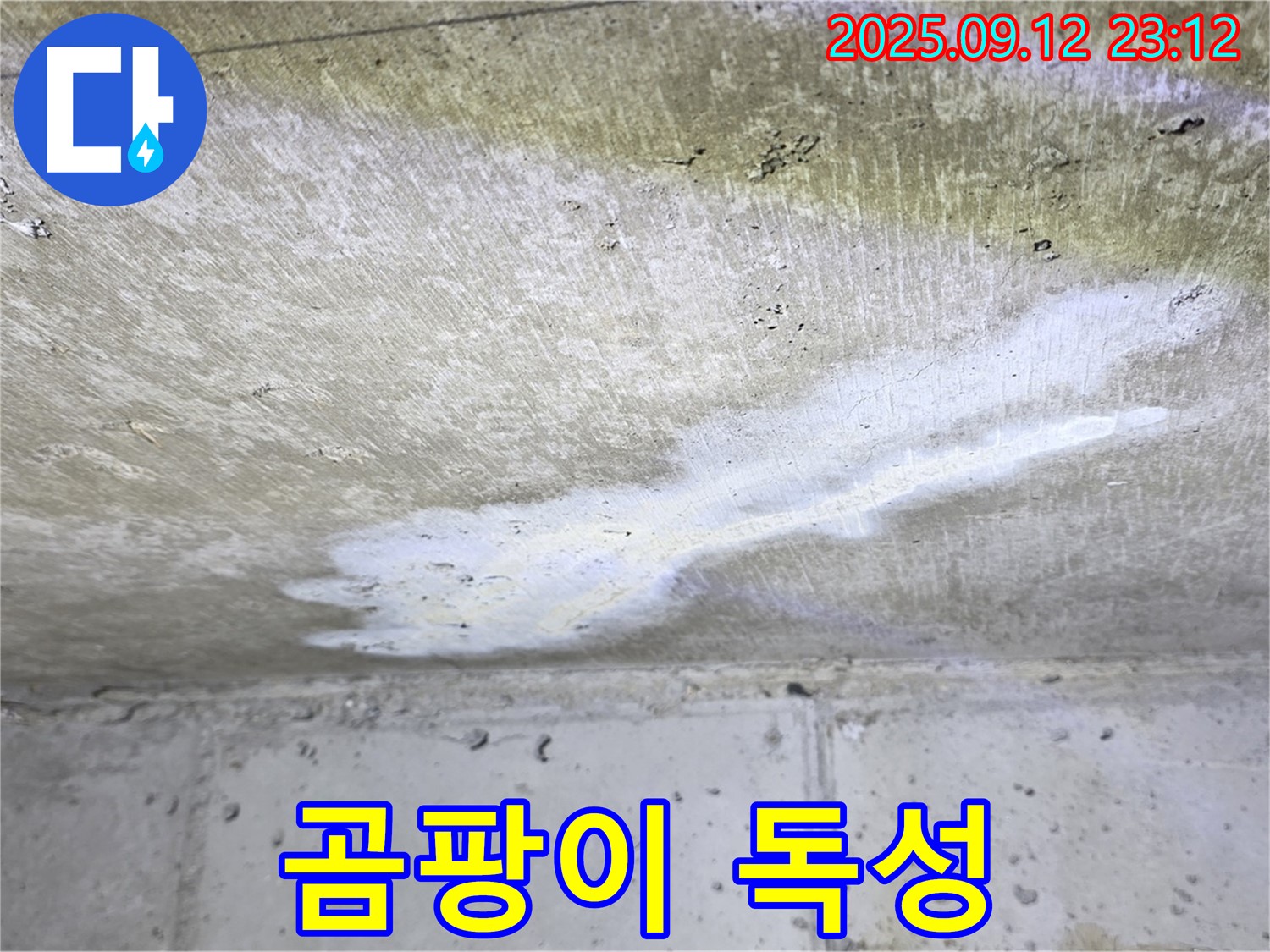 중계동 현대5차 아파트 누수 - 곰팡이 독성 - 온 가족 건강 위협