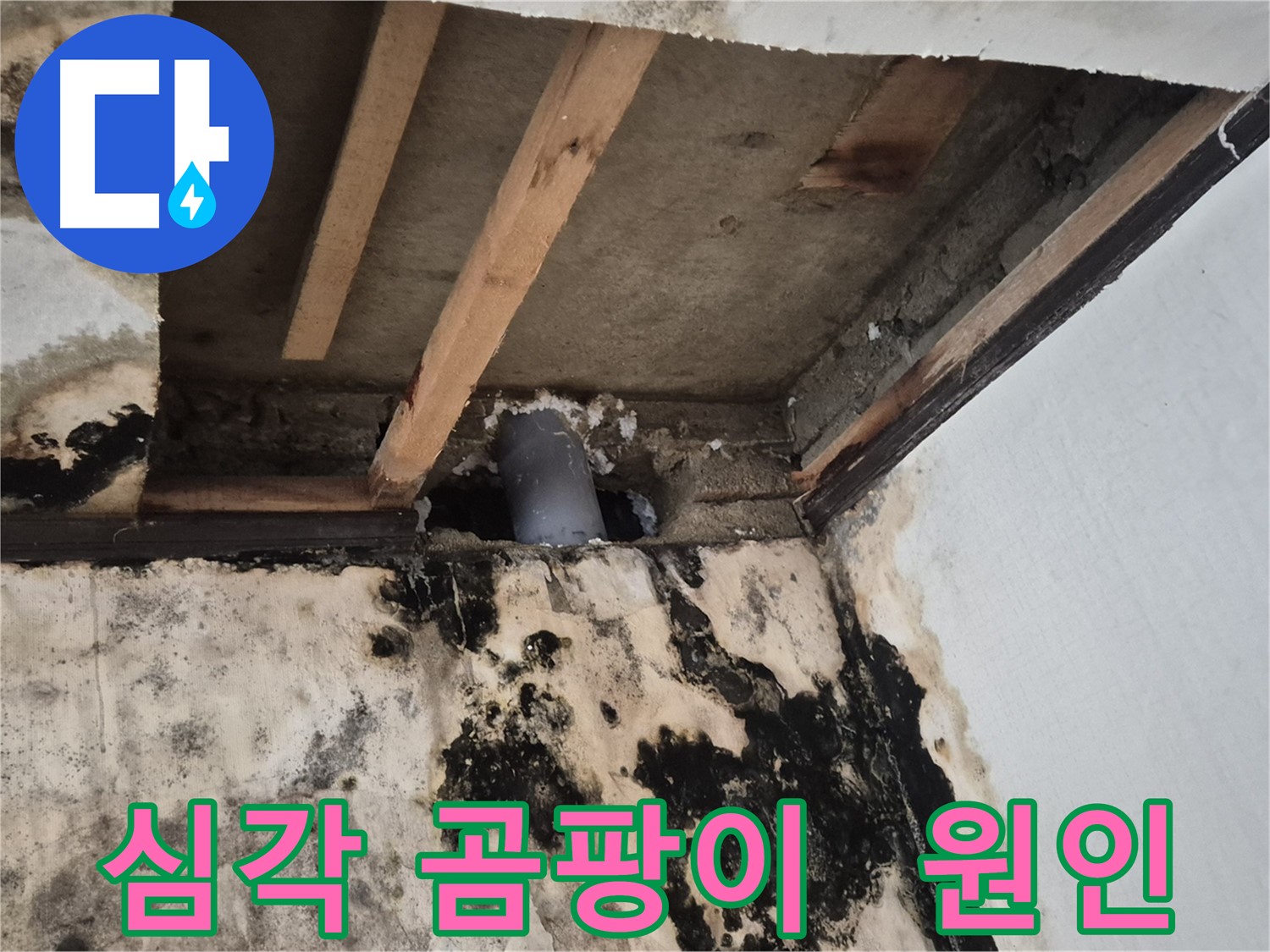 심각한 곰팡이 발생 - 누수 원인 파악 및 해결
