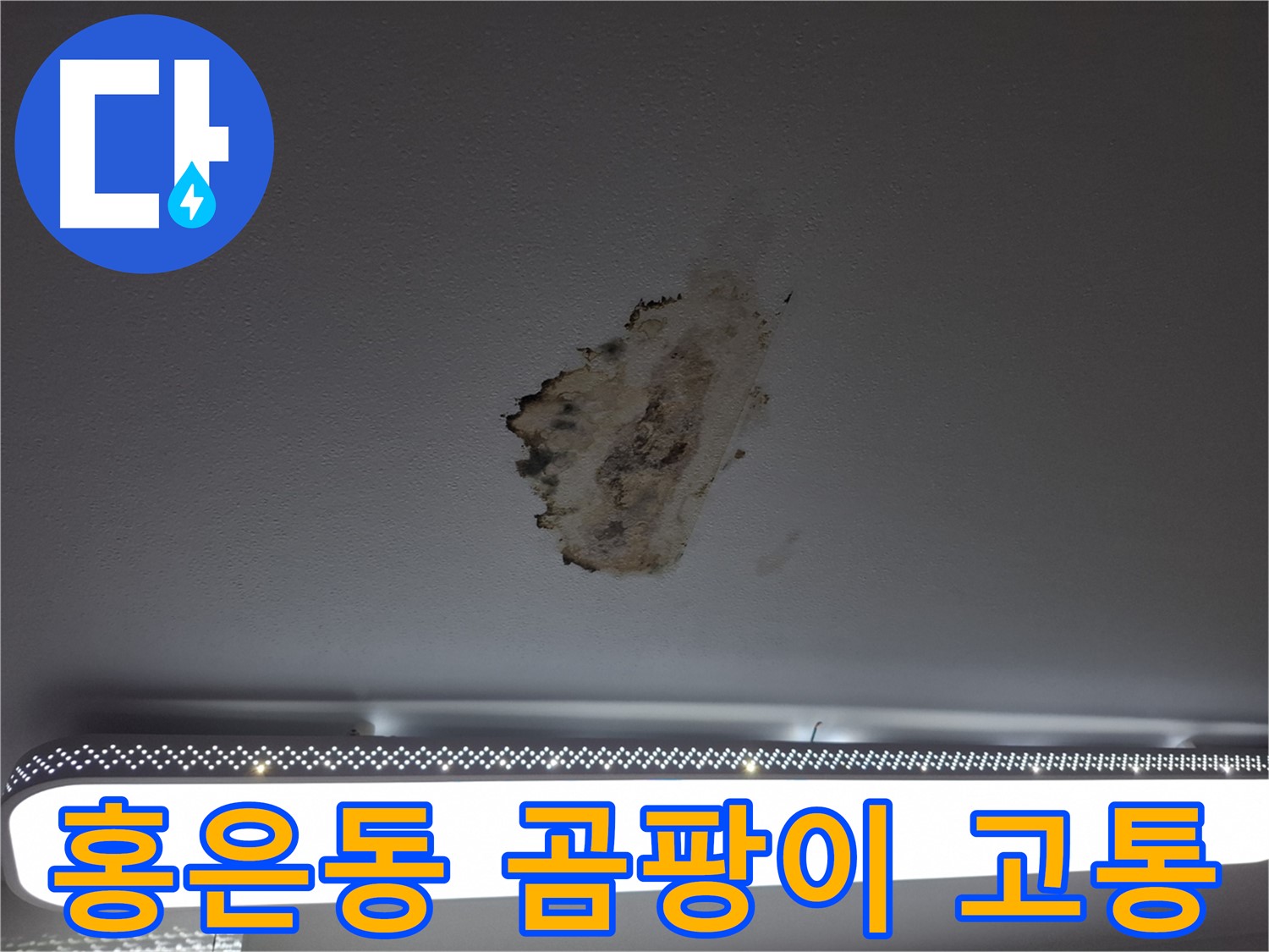 곰팡이 얼룩 - 고통을 말해줍니다