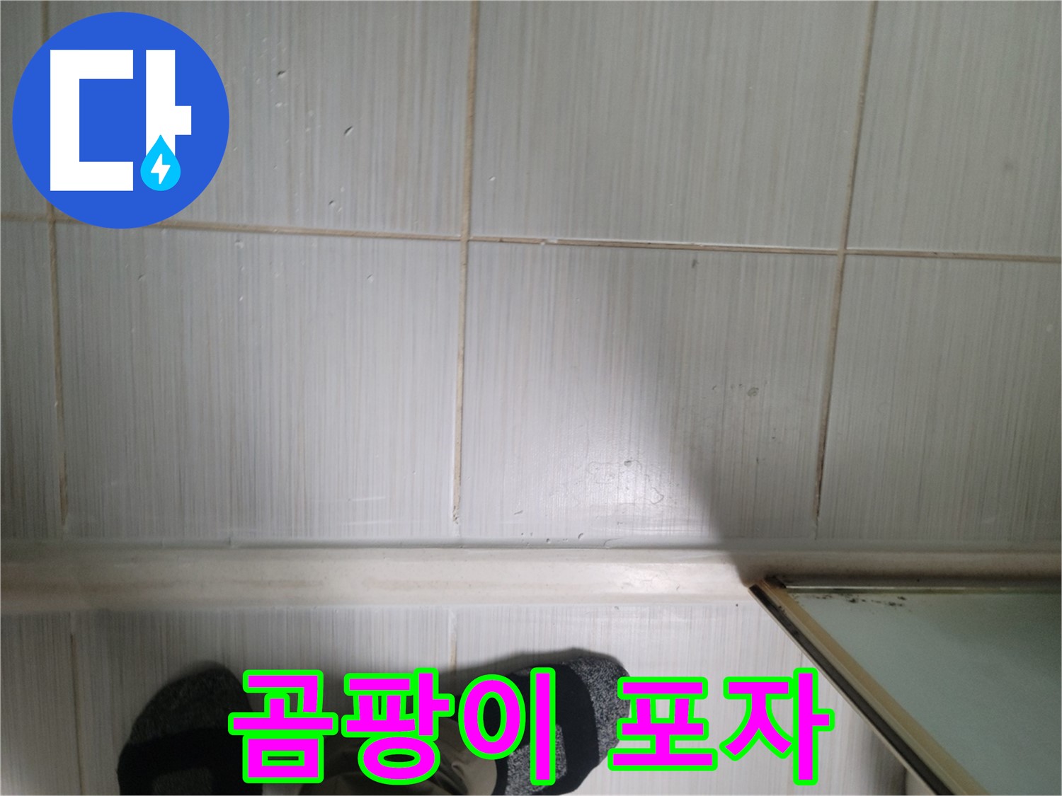 타일 틈새 곰팡이 포자 - 알레르기 유발 물질!