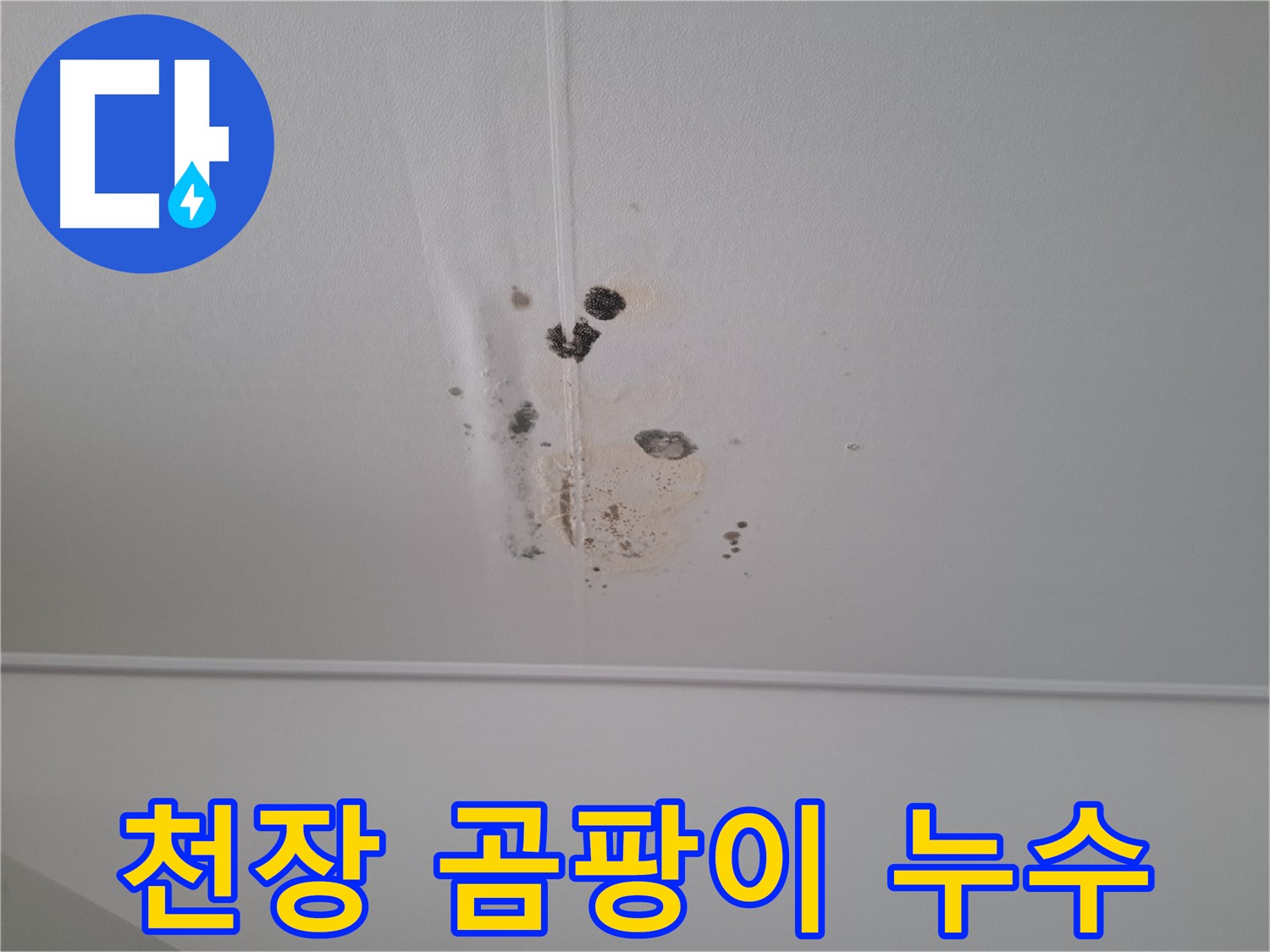 분당 봇들마을 아파트 천장에 핀 곰팡이와 누수 흔적 - 곰팡이 제거 전 누수 원인 해결이 필수적입니다.