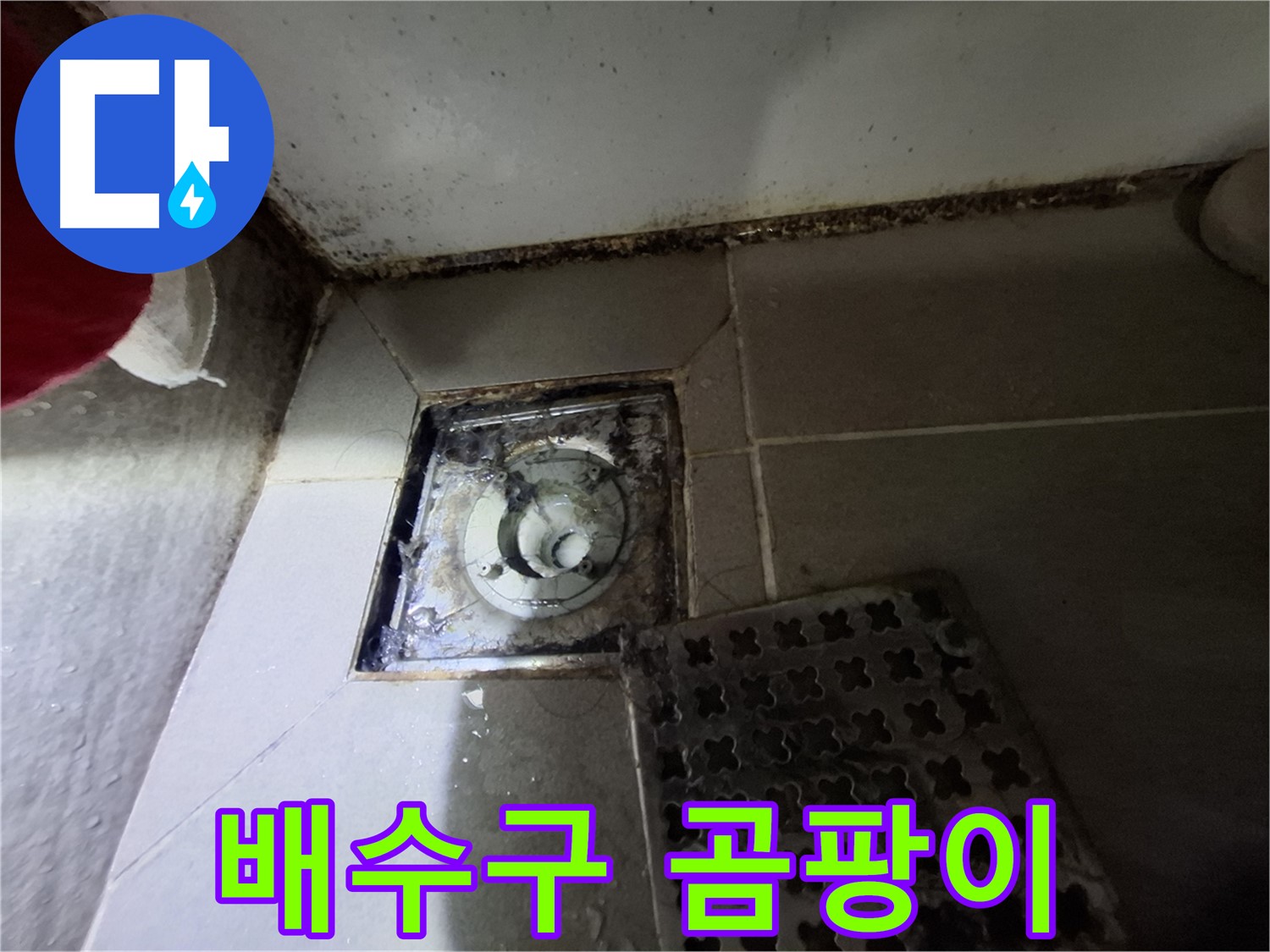 분당 봇들마을2단지 욕실 배수구 - 곰팡이 발생으로 인한 누수 위험
