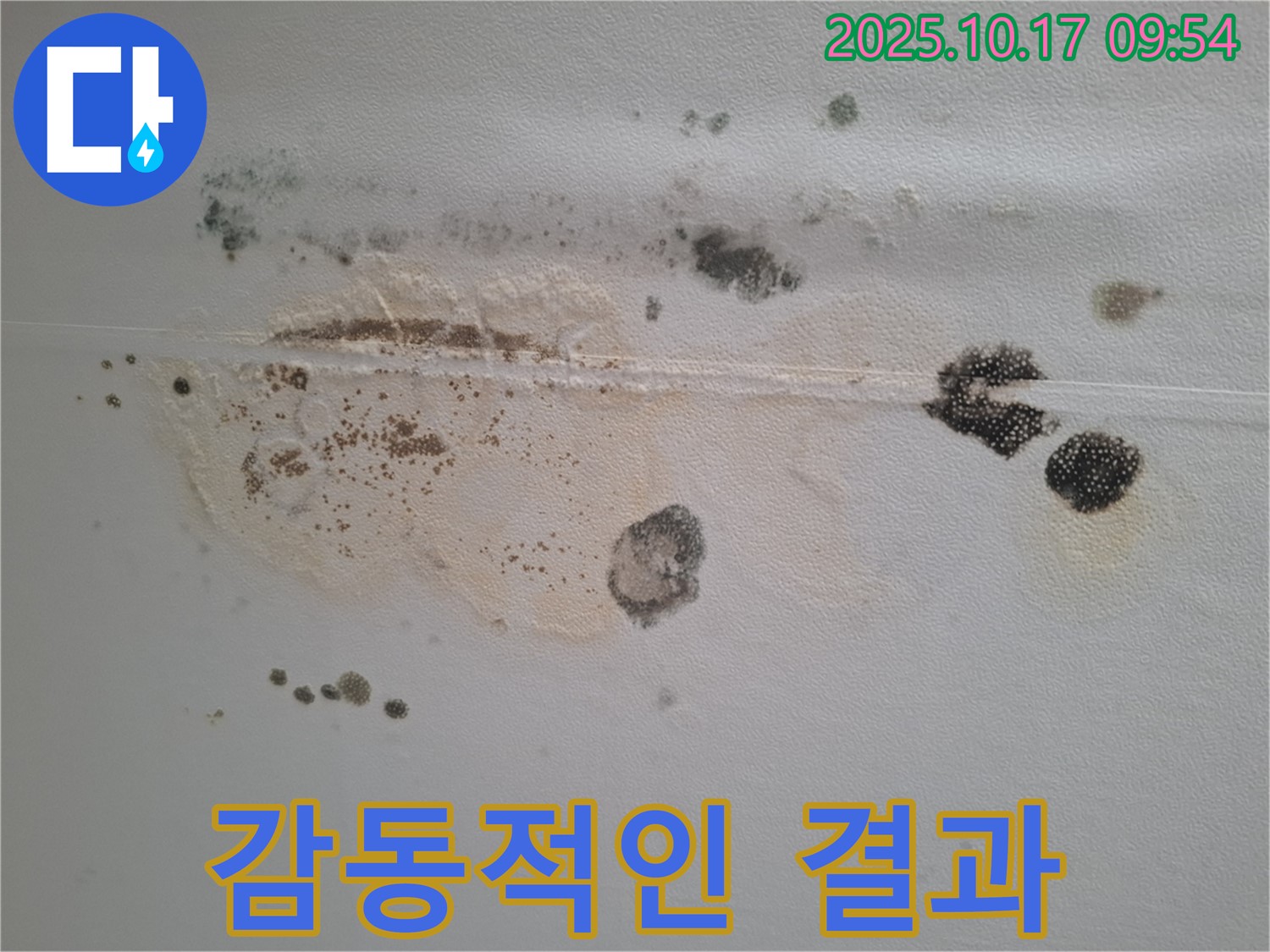 분당 삼평동 봇들마을2단지 아파트 천장 누수 - 곰팡이 완벽 해결, 고객님 감동적인 결과에 만족