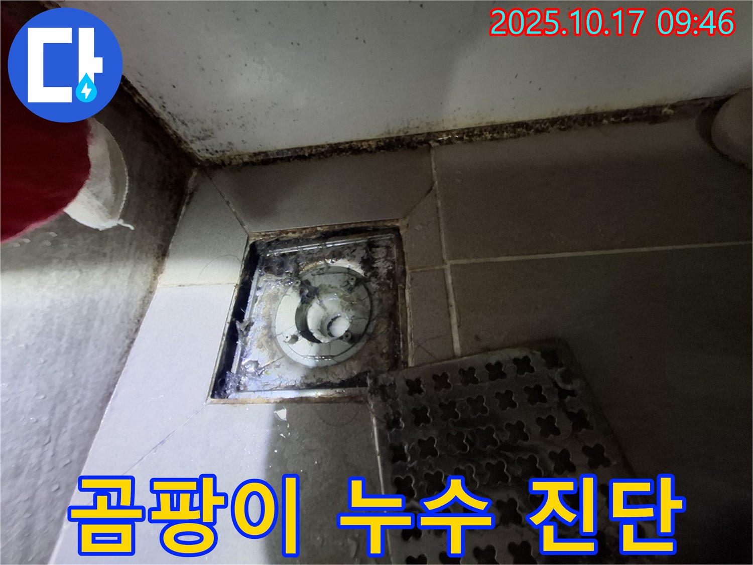 판교 삼평동 봇들마을2단지 아파트 - 욕실 배수구 주변 곰팡이 심각 - 누수 가능성 높음 - 긴급 진단 필요.