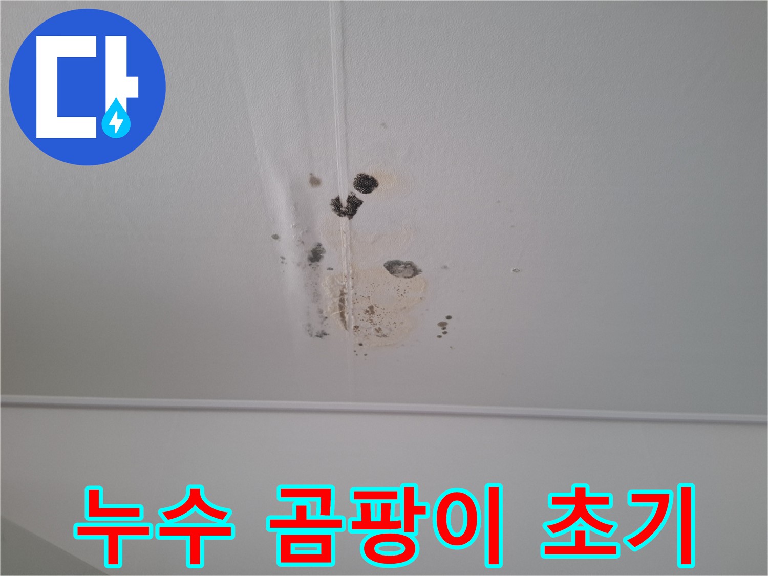 판교 삼평동 봇들마을2단지 아파트 - 천장 누수와 곰팡이 초기 발견 - 빠른 조치가 중요합니다.