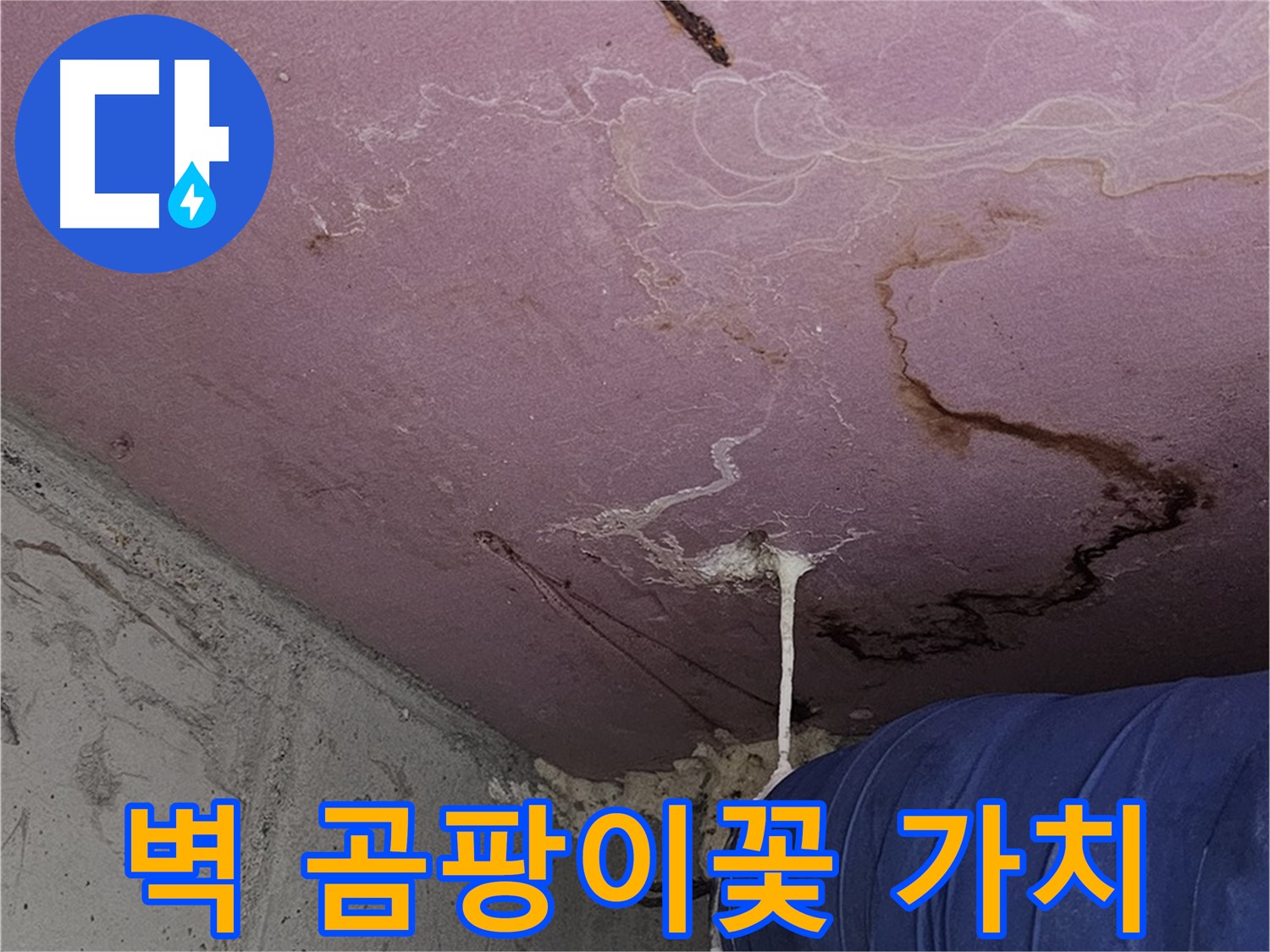 양천구 신월동 누수 - 벽 곰팡이꽃 - 건물 가치 하락