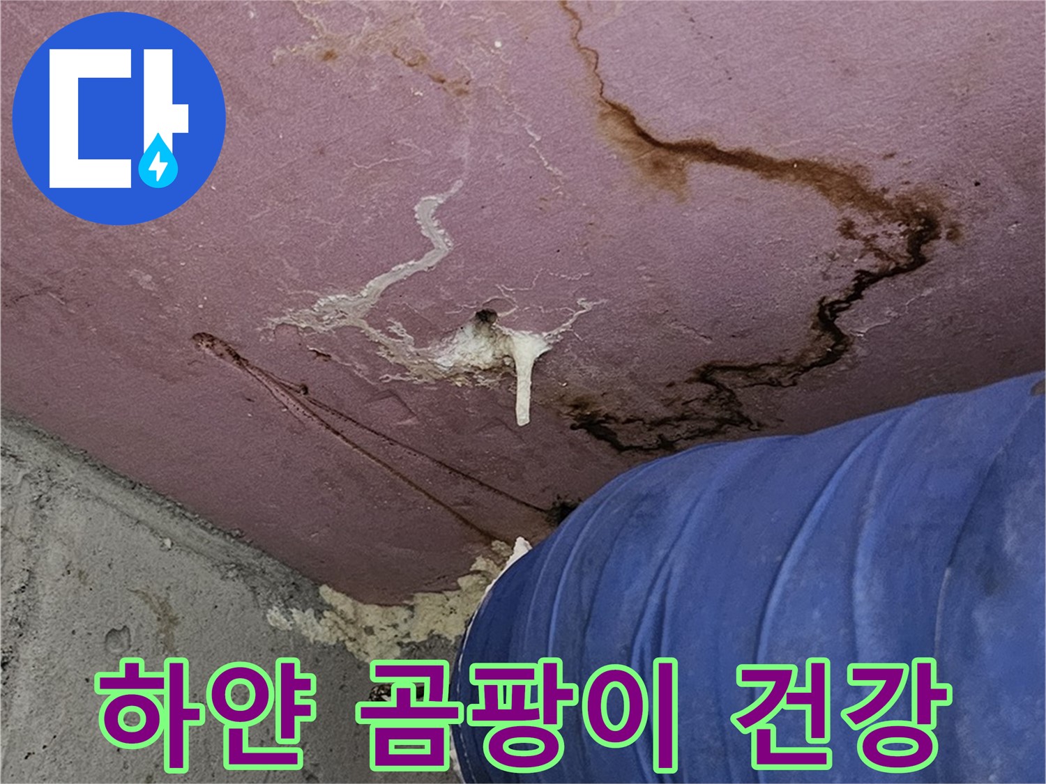 엘리시안 A동 하얀 곰팡이 - 건강 적신호