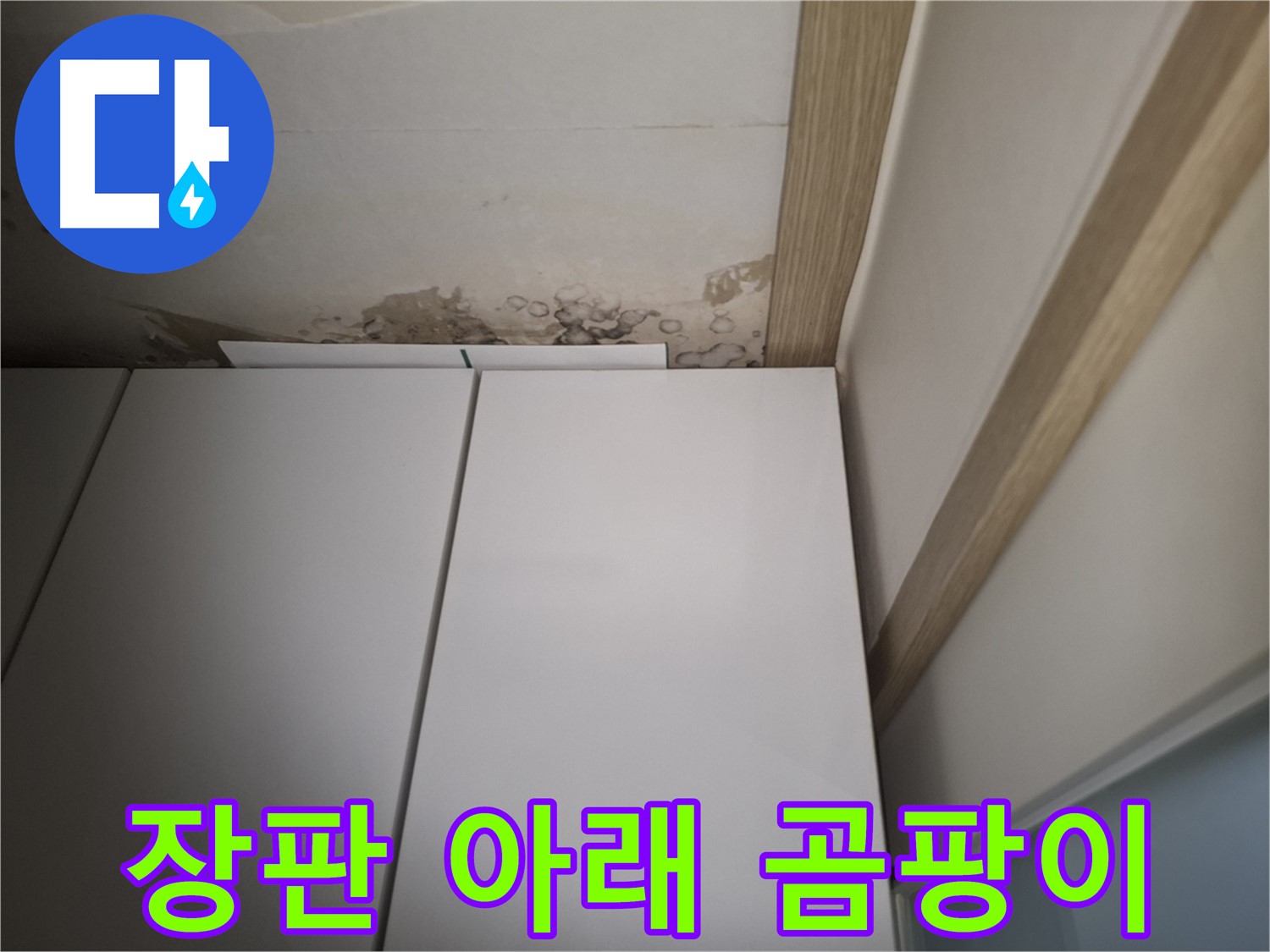 장판 아래 곰팡이가 심하게 핀 모습 - 장롱 위 누수가 원인일 수 있습니다.
