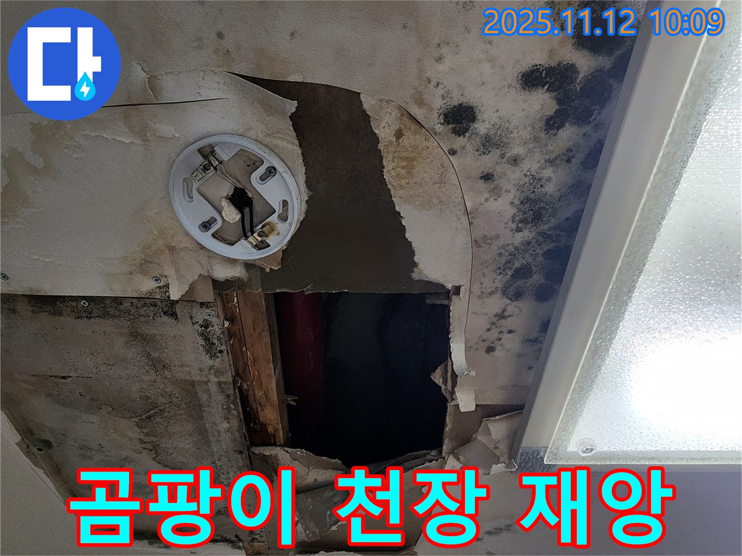 곰팡이 핀 천장 - 건강에 해로운 곰팡이, 긴급 누수 해결