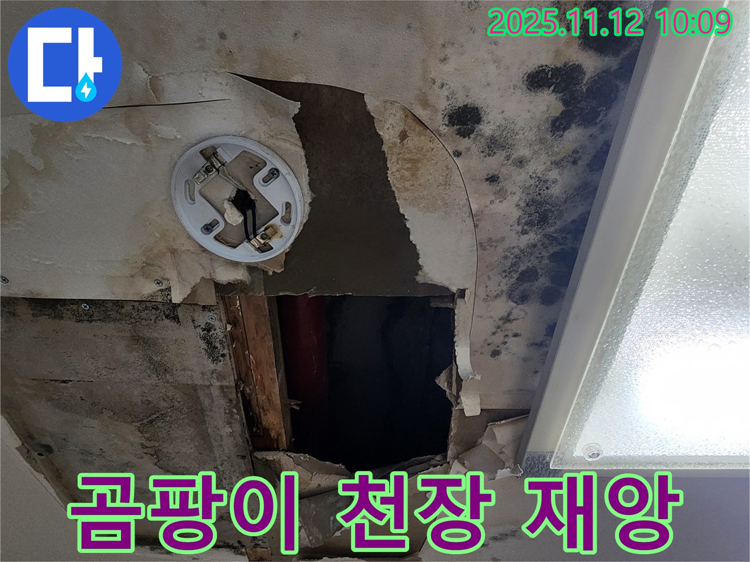 곰팡이 핀 천장 - 건강에 해로운 곰팡이, 긴급 누수 해결
