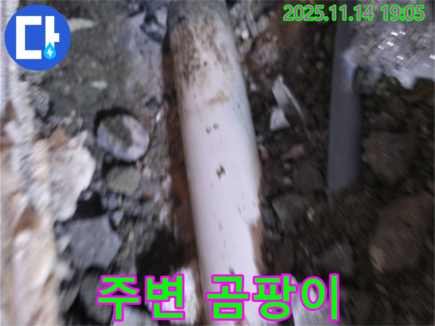 신림동 누수 - 흙 속에 묻힌 배관 주변에 곰팡이가 있는지 확인하여 누수 여부를 판단합니다.