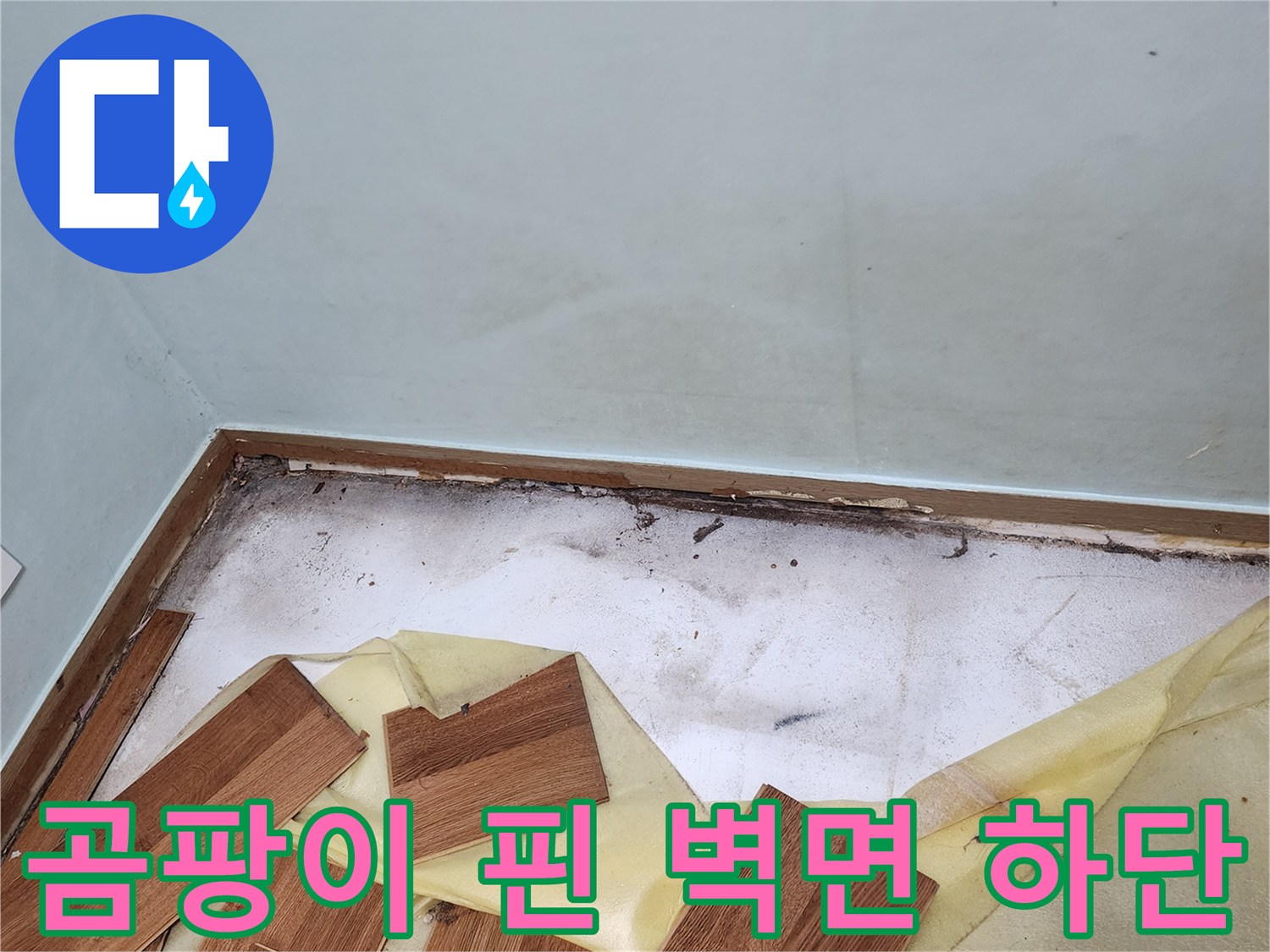 마루 제거 후 드러난 습한 바닥과 곰팡이가 발생한 벽체