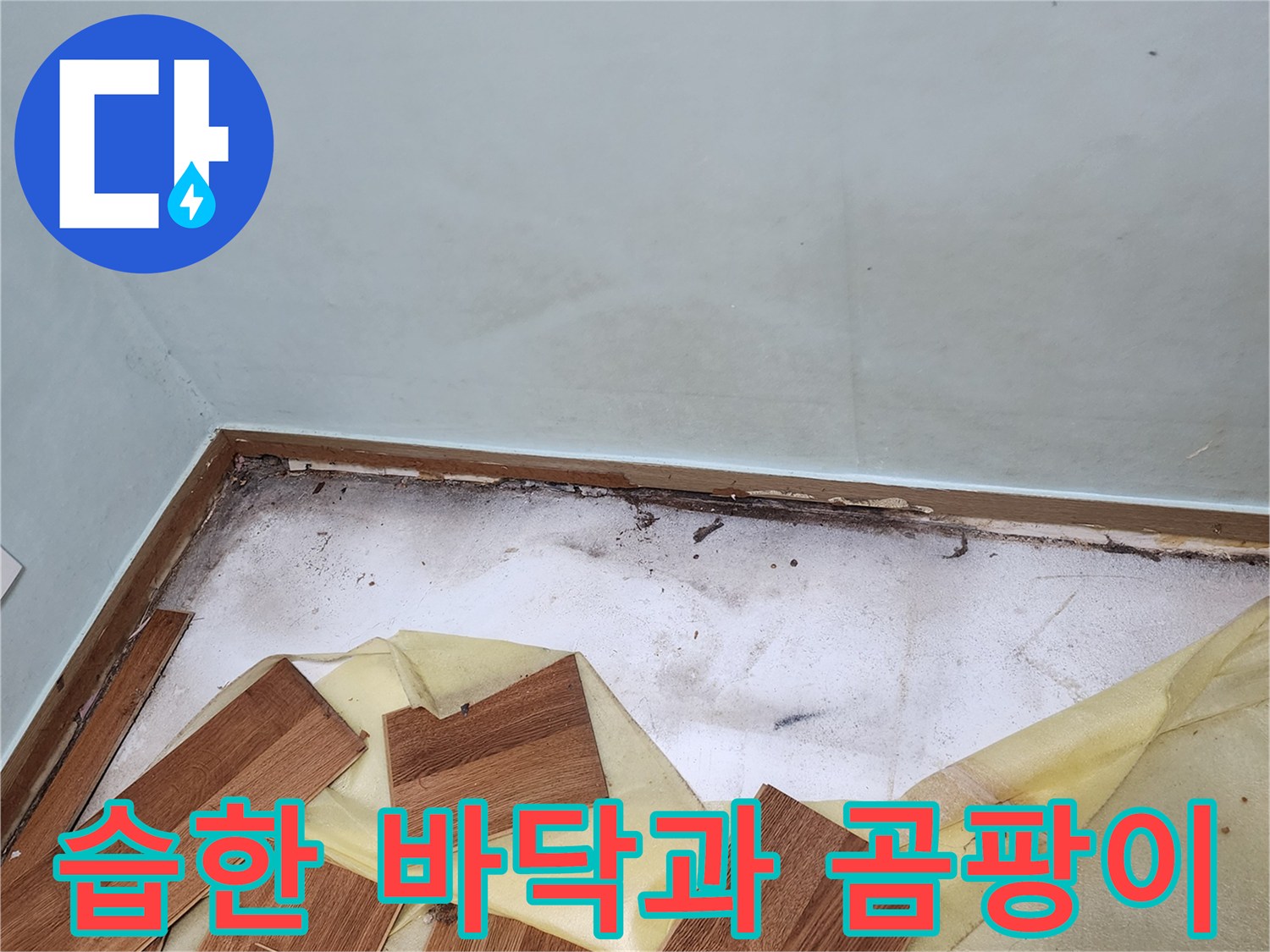 마루를-걷어낸-후-발견된-벽체-하단의-곰팡이와-습기