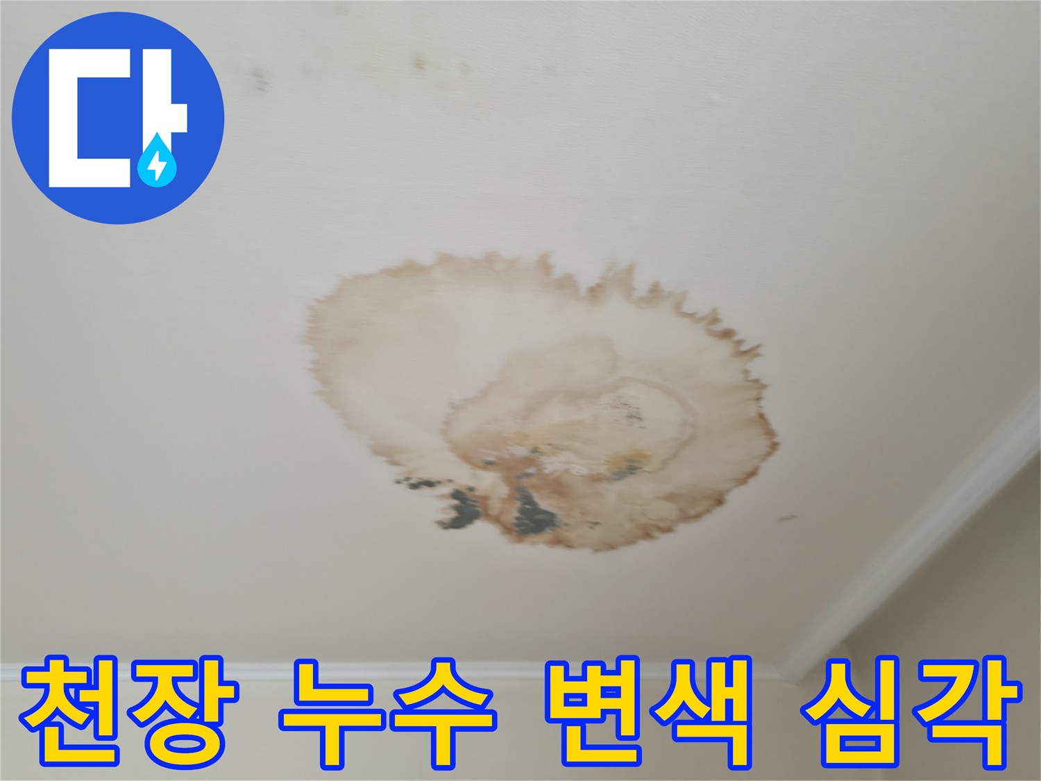 심각한 천장 누수 - 누런 변색과 얼룩 - 신속한 누수 탐지 및 보수