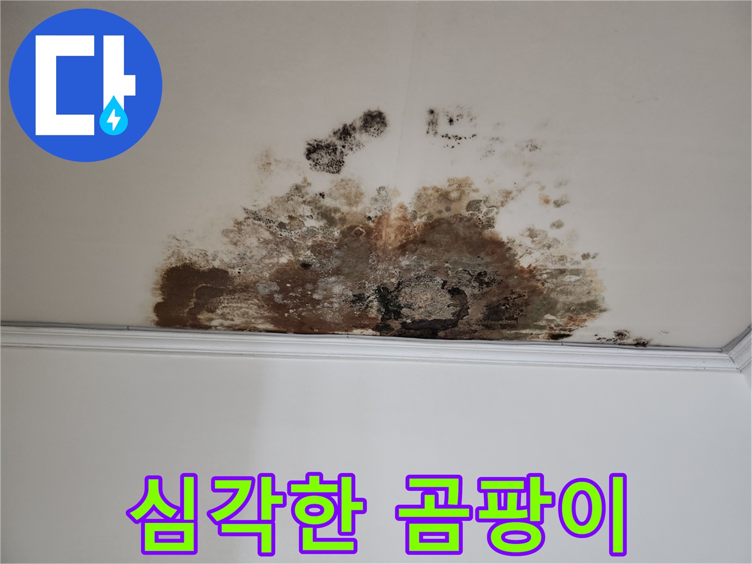 마포구 누수 - 심각한 곰팡이 오염