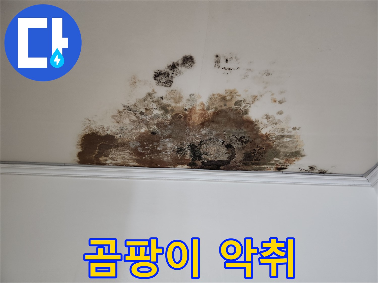 용강동 누수 - 곰팡이 악취