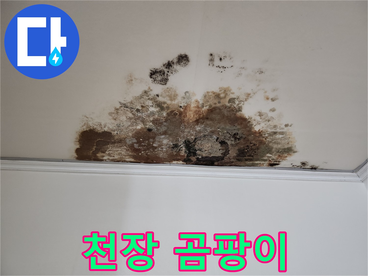 용강동 아파트 누수 - 천장에 핀 곰팡이