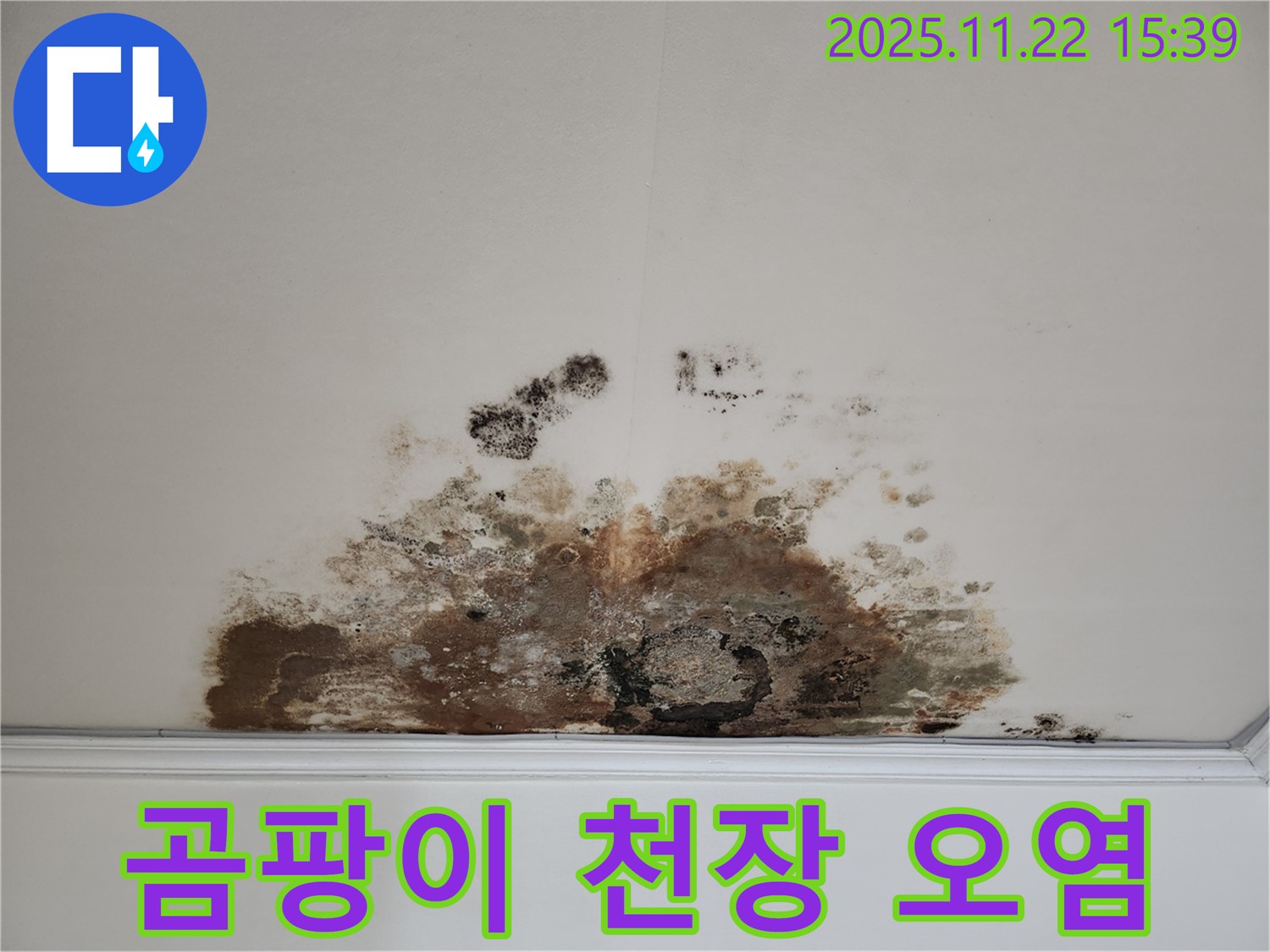 용강동 아파트 천장 - 곰팡이로 인한 심한 오염