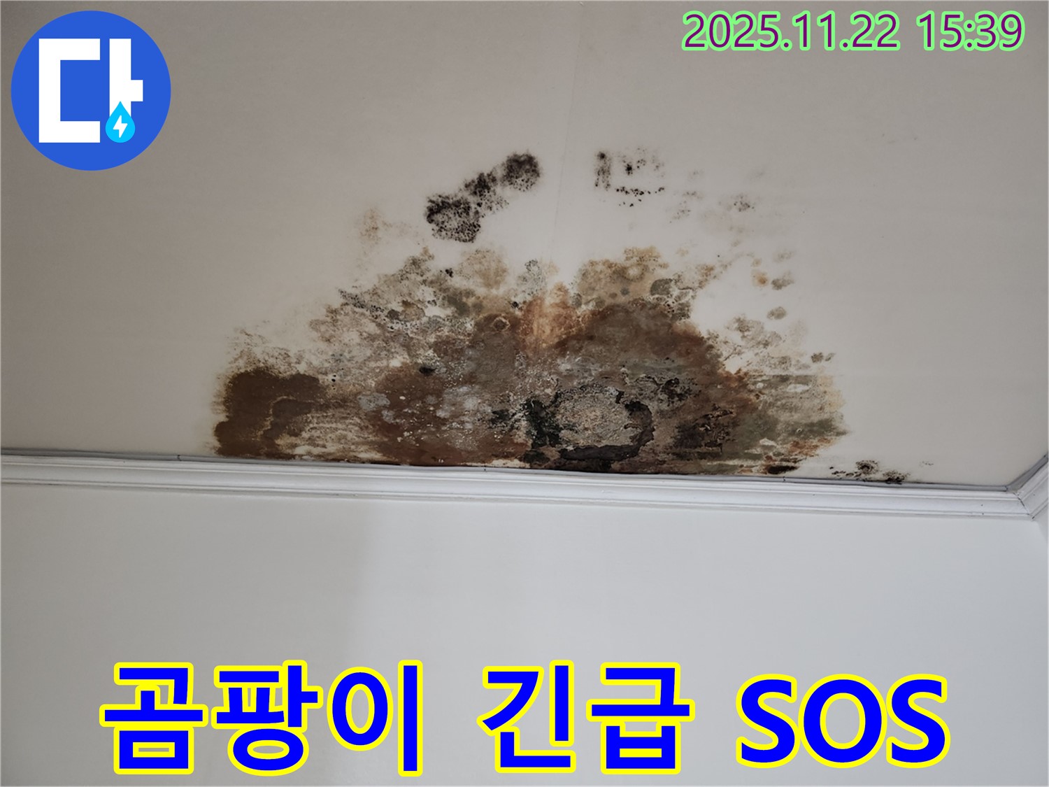용강동 현대홈타운 새창로8길 천장 - 곰팡이 긴급 SOS, 누수 해결 작전 개시