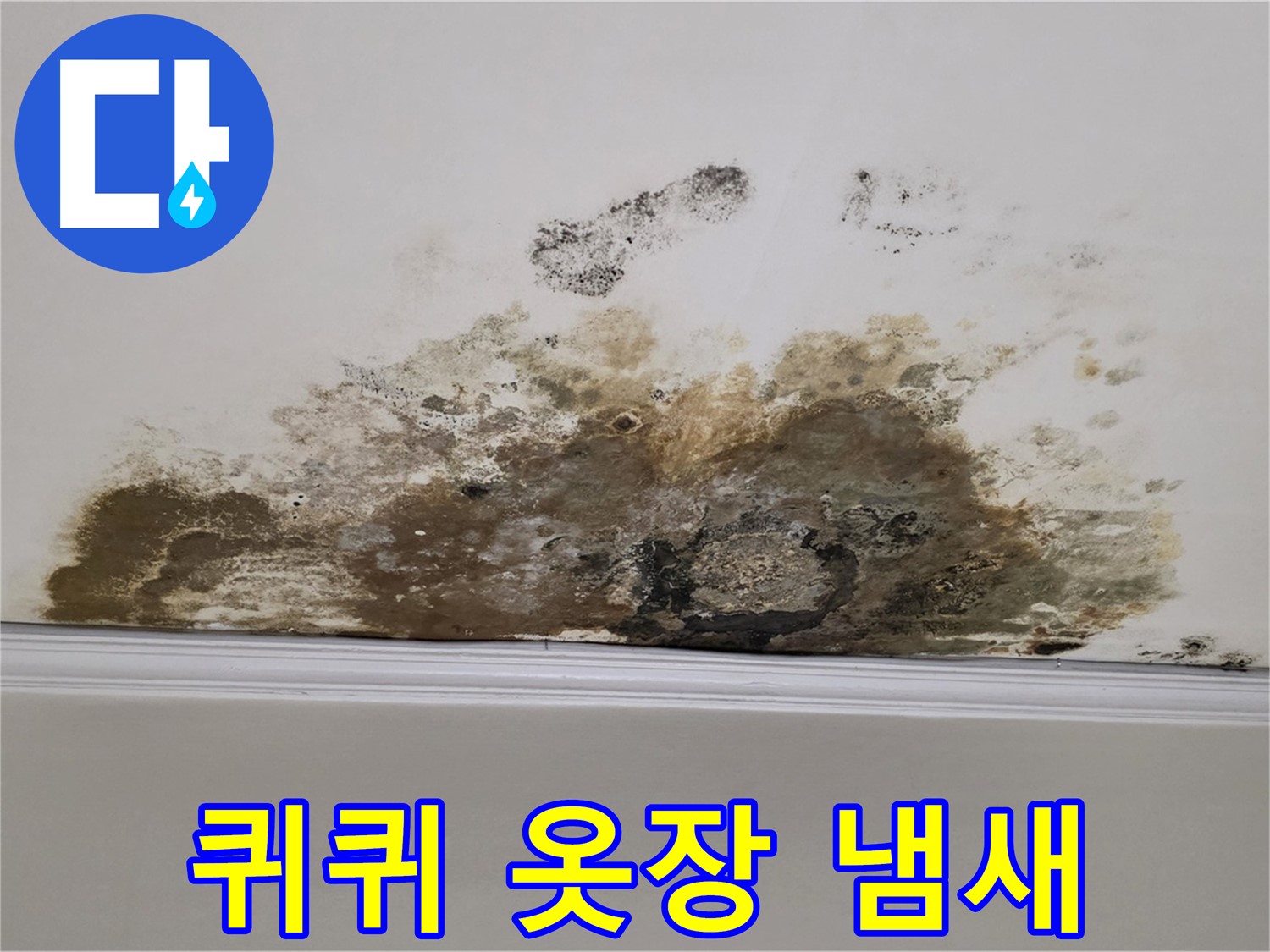 용강동 현대홈타운 아파트 누수 - 곰팡이 - 곰팡이 - 퀴퀴한 냄새 - 옷장까지 냄새 배어