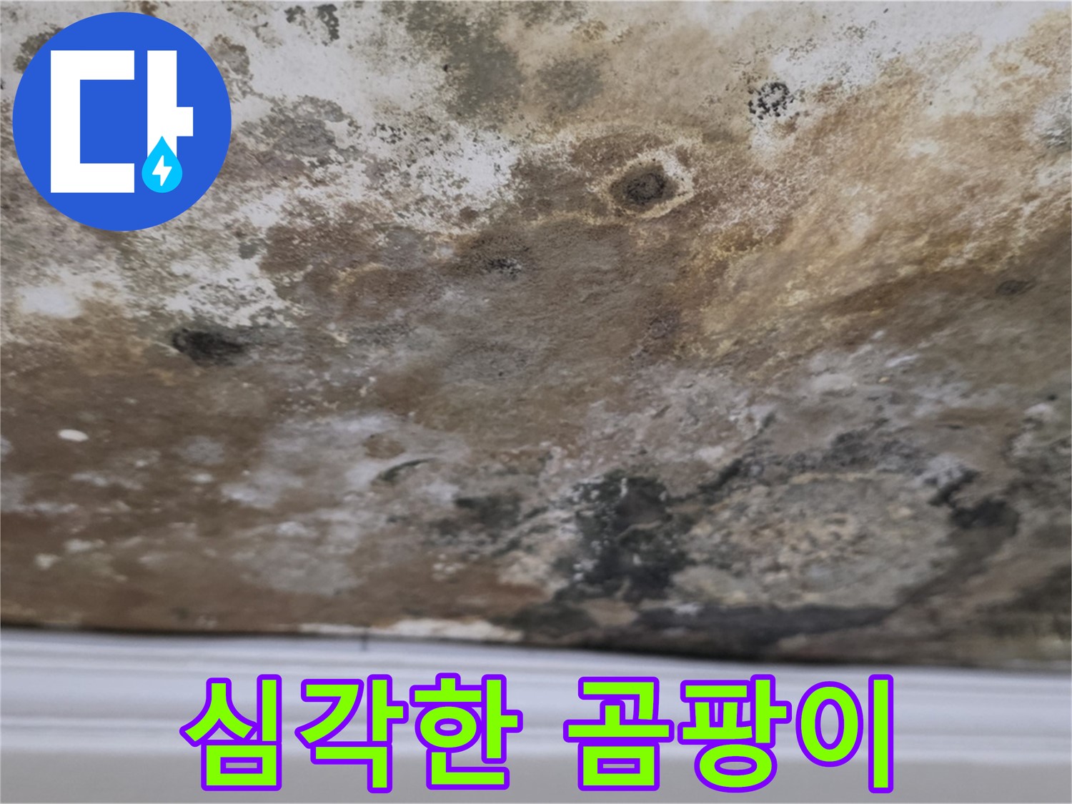 현대홈타운 곰팡이 천장 - 긴급 진단이 필요한 상황