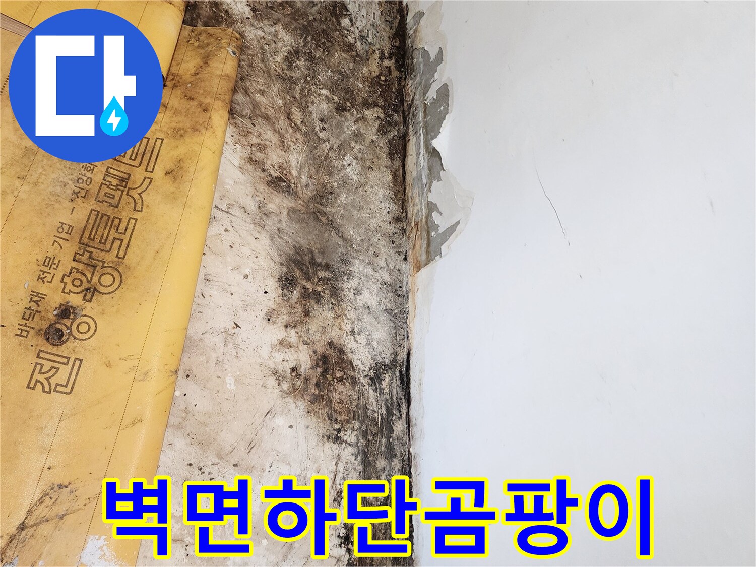 습기와 곰팡이로 오염된 벽면 하단 부위