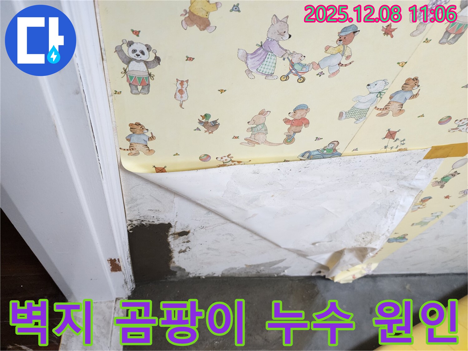 영중면 거사리 누수 현장 - 벽지 곰팡이 발생, 누수 원인 탐색