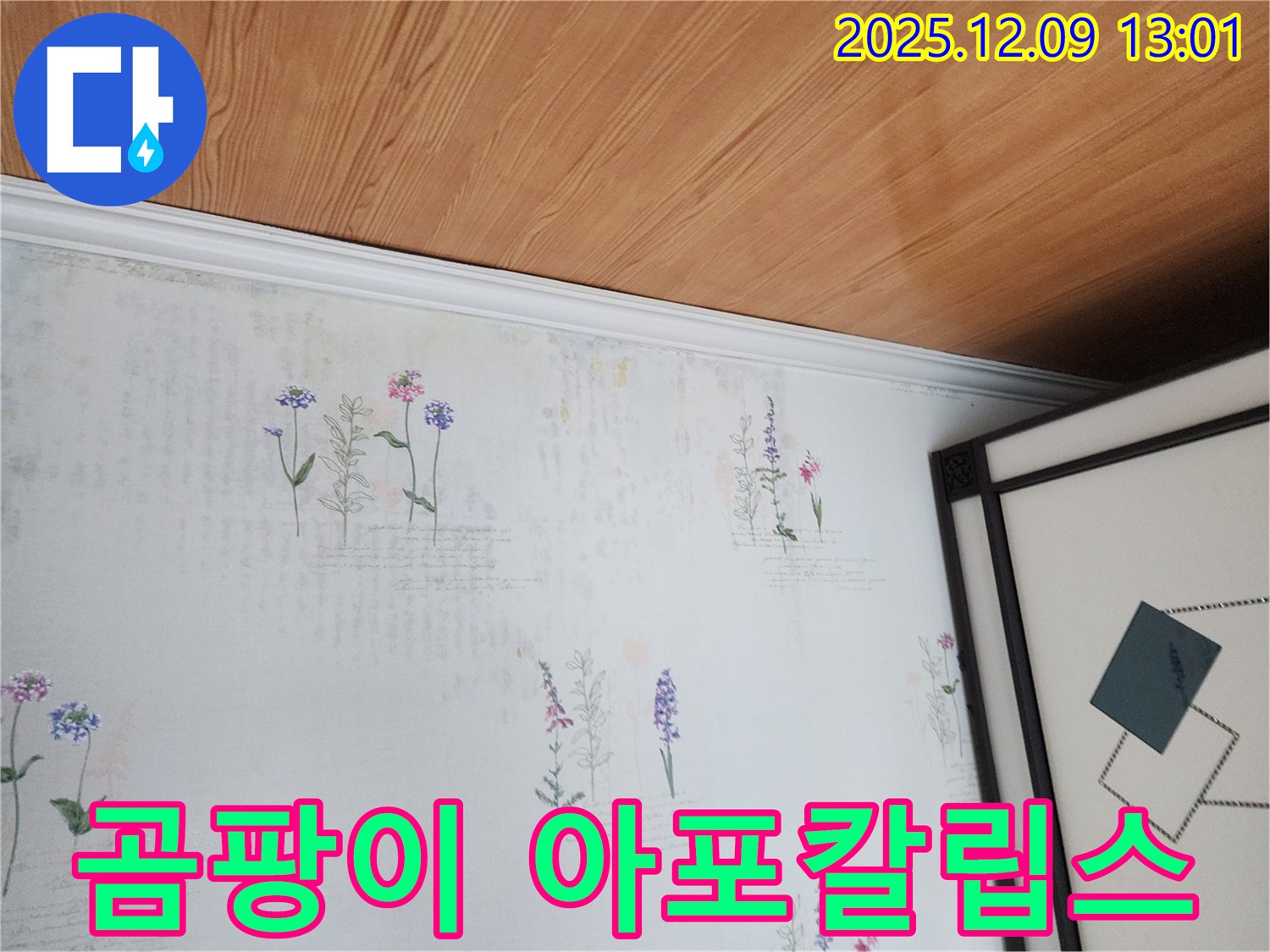 포천 영중면 성동리 누수 현장 - 벽지 곰팡이 아포칼립스 직전
