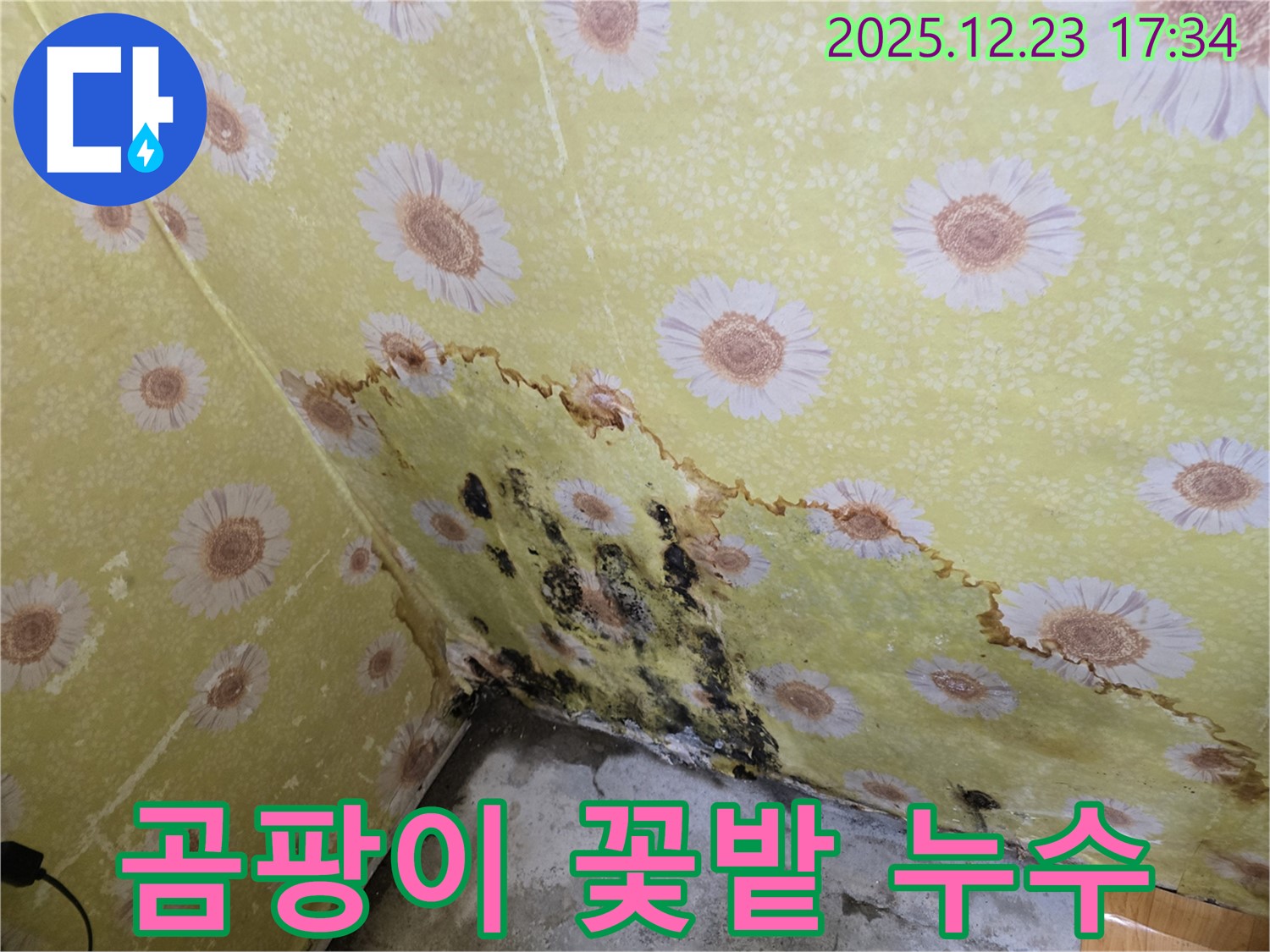 동두천 생연동 주택 누수 - 곰팡이 꽃밭, 누수탐지 및 해결 시공