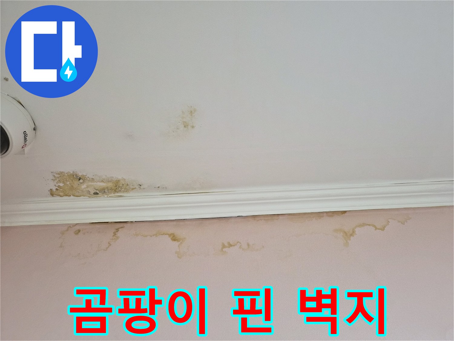 천장 몰딩 주변에 발생한 곰팡이와 젖은 도배지