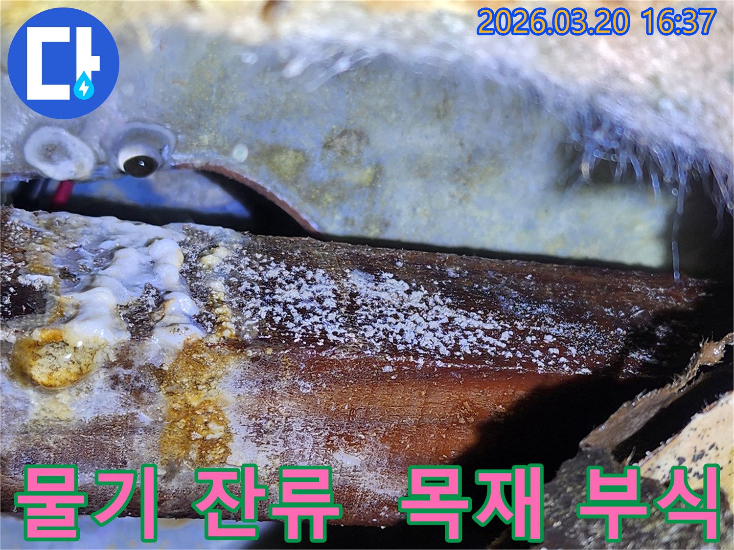 습기 가득한-환경에서 자란-목재의 곰팡이와-부식 진행-정확한 누수 지점-탐색 중.