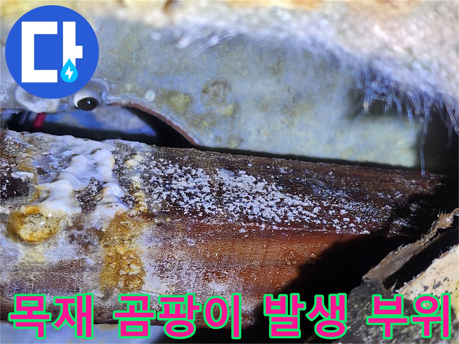 천장 목재 프레임-누수로 인한 하얀 곰패와 변색