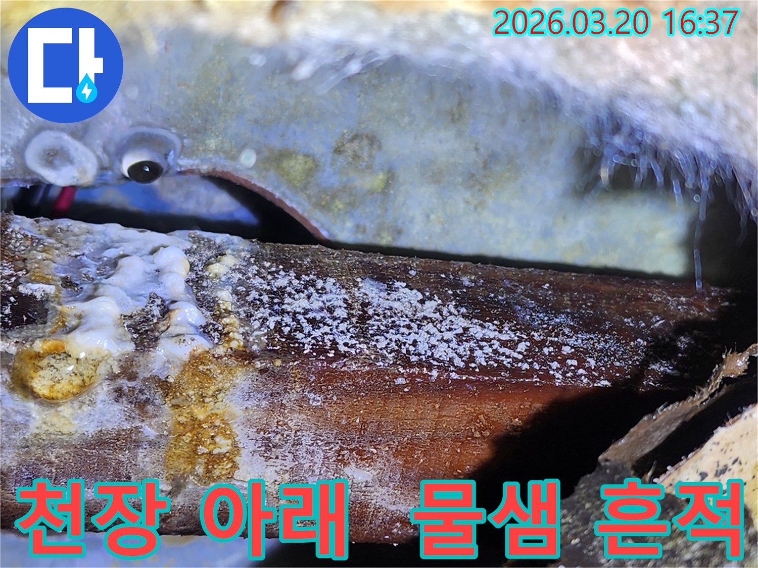 천장 아래-숨겨진 누수로-목재에 생긴-하얀 곰팡이와-물때 흔적-전문가 진단.