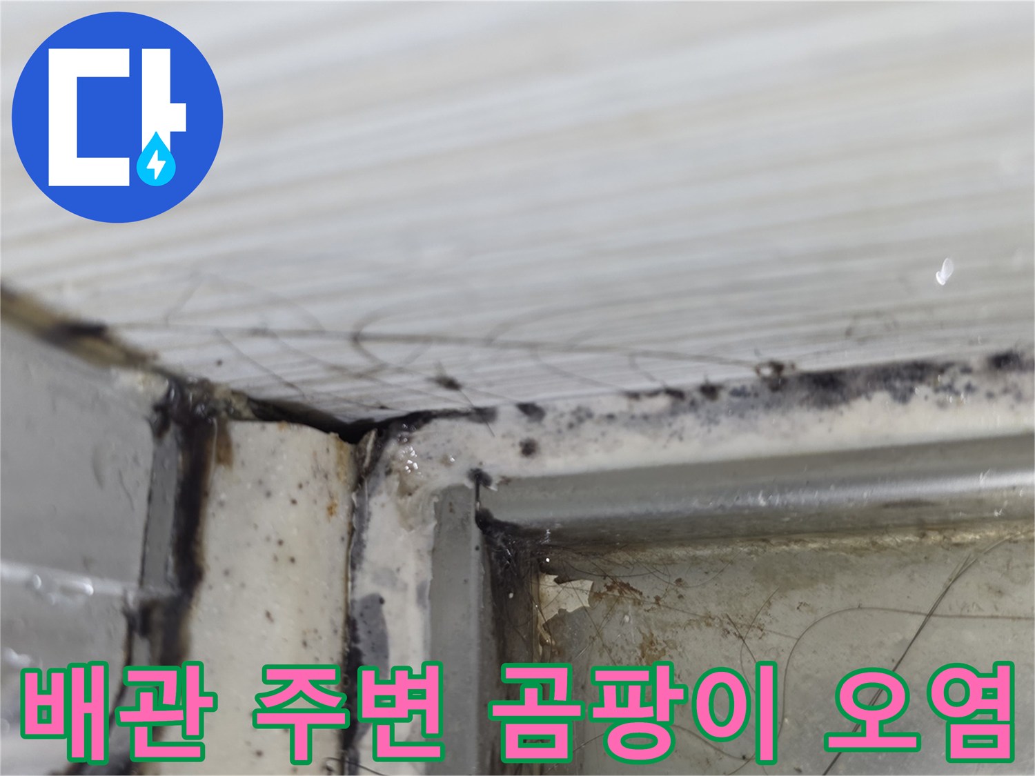 화장실 점검구 내부-누수로 인한 검은 곰팡이와 습기