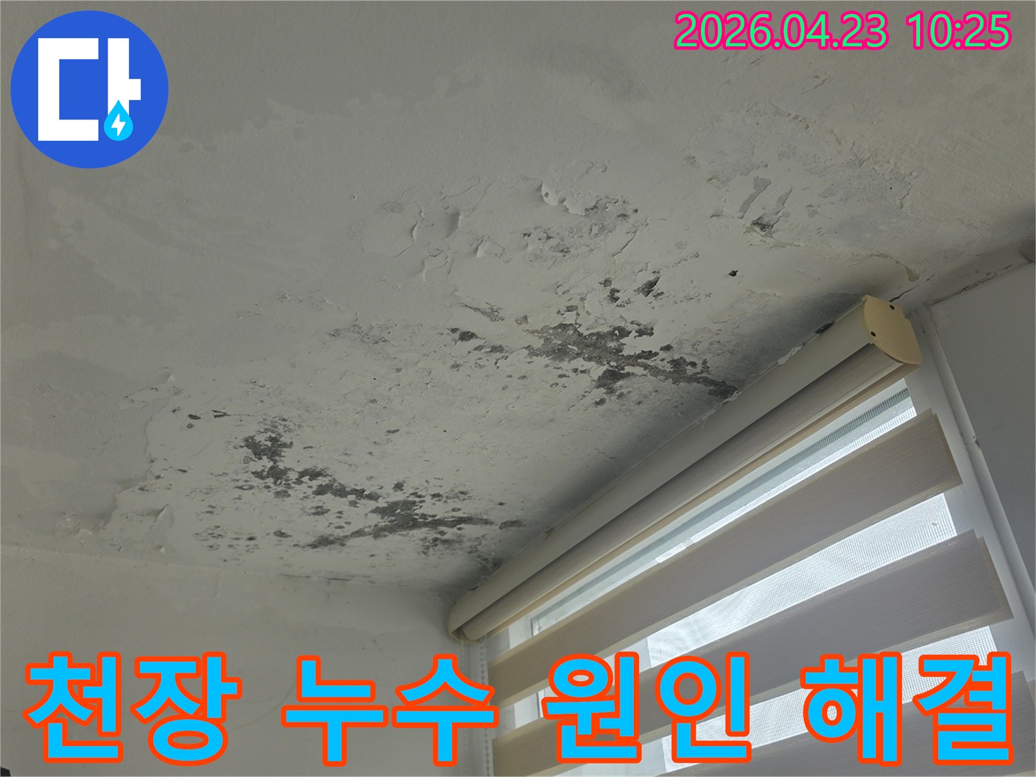 천장과 벽면에 번진 물자국과-심각한 곰팡이로-누수 피해가 명확히 보이는 아파트 내부