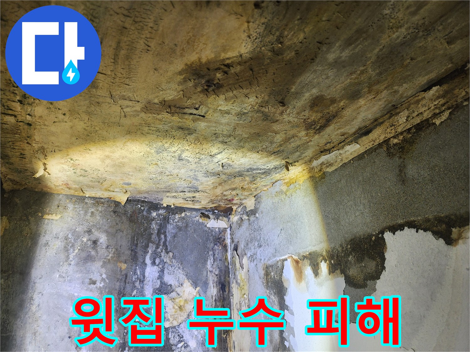 윗집 누수로 인해-천장과 벽에 발생한-심각한 물 자국과-곰팡이 번식 현장