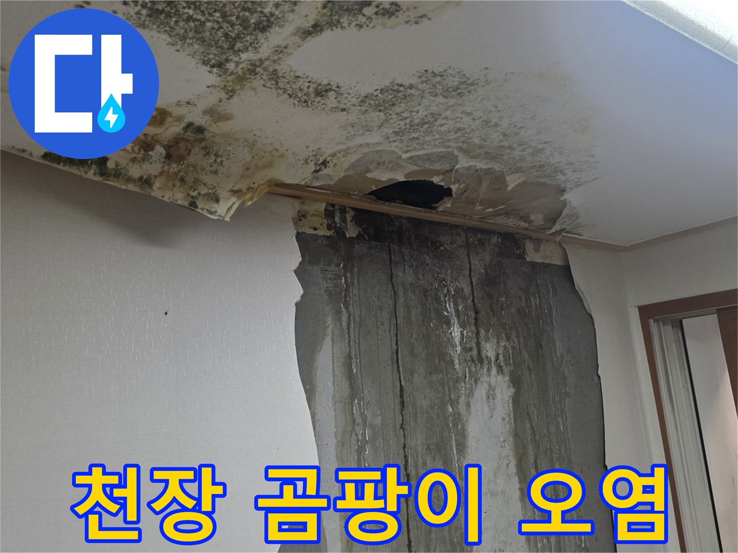 누수로 인한-천장 벽지의 심한 곰팡이 오염 상태
